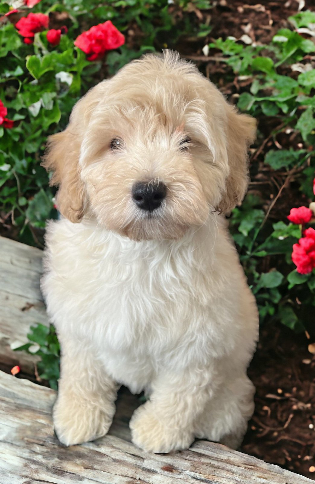 Female 710 Toy goldendoodle puppy