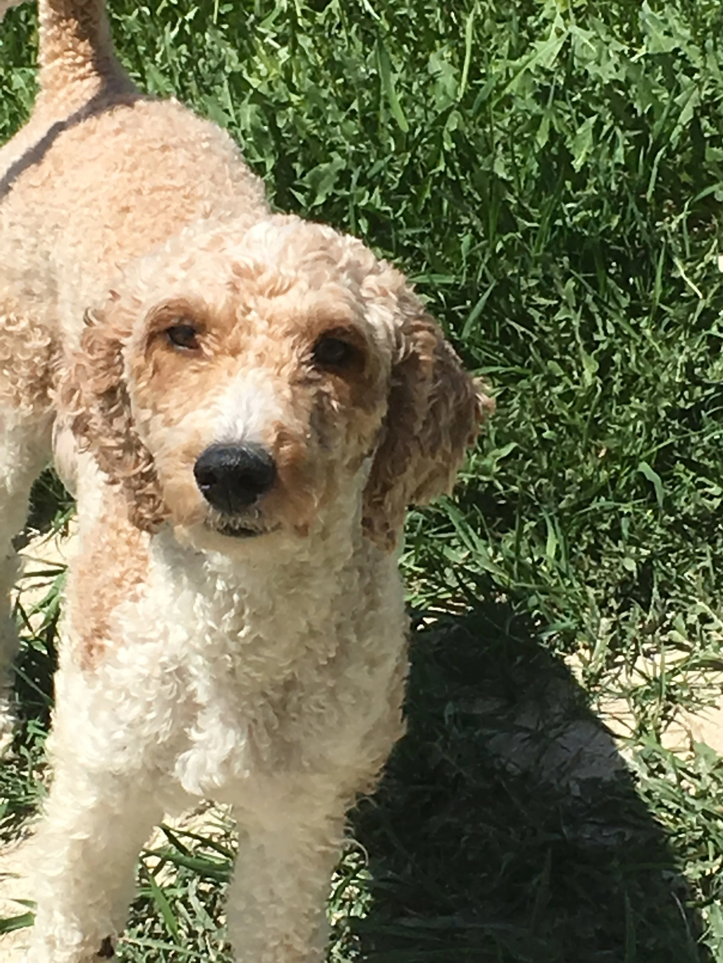 RUBY A PETITE GOLDENDOODLE, THE MOM 
