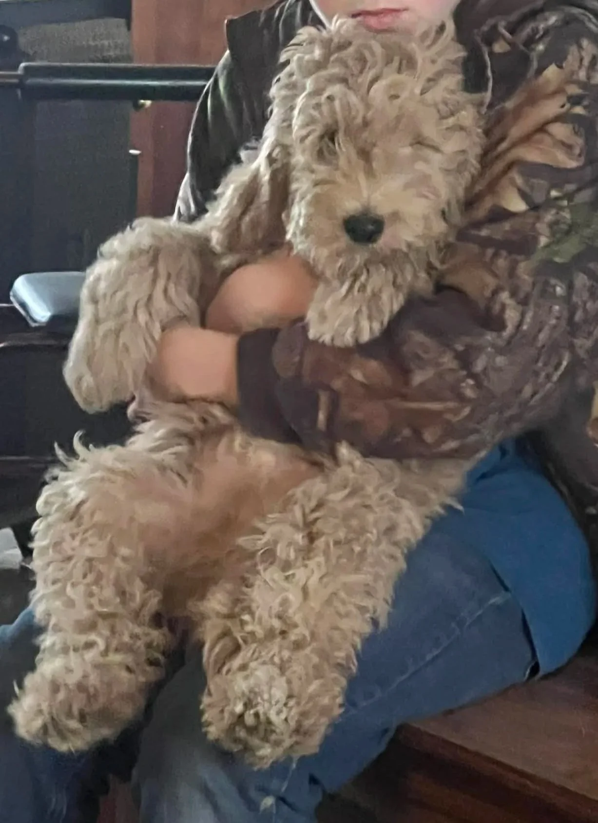 Male Medium sized goldendoodle, born 9-25-25