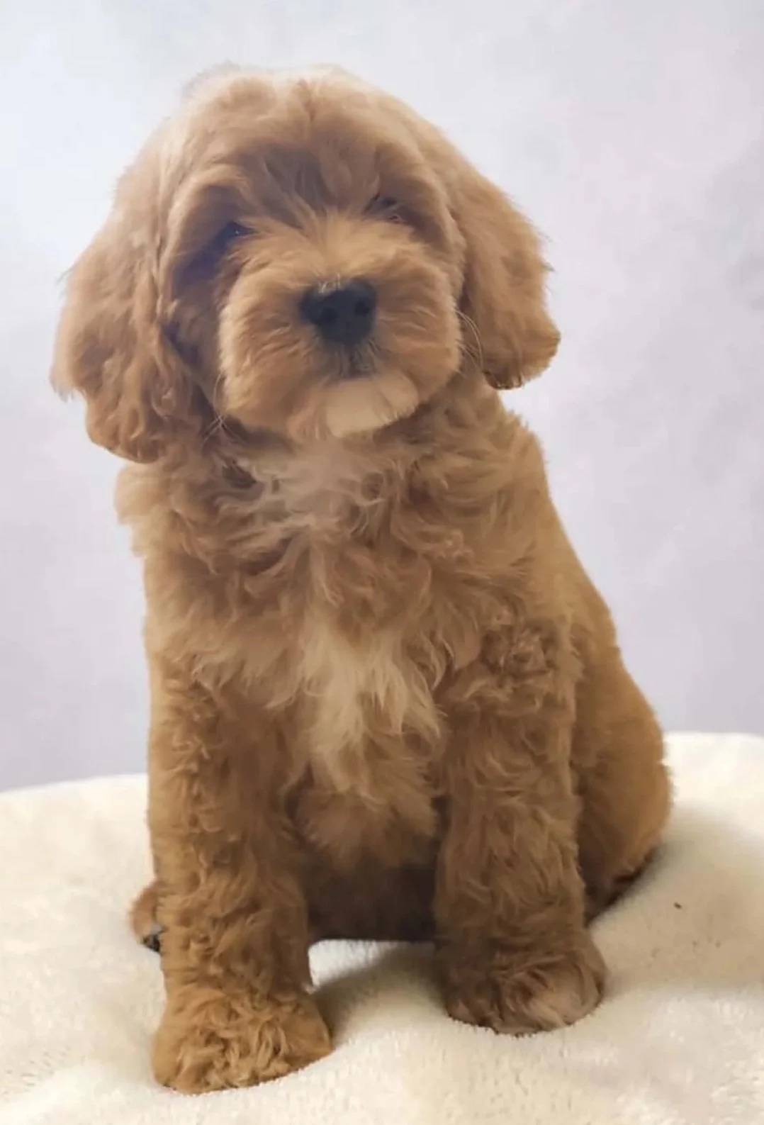 Male Two Toy Goldendoodle Puppy 