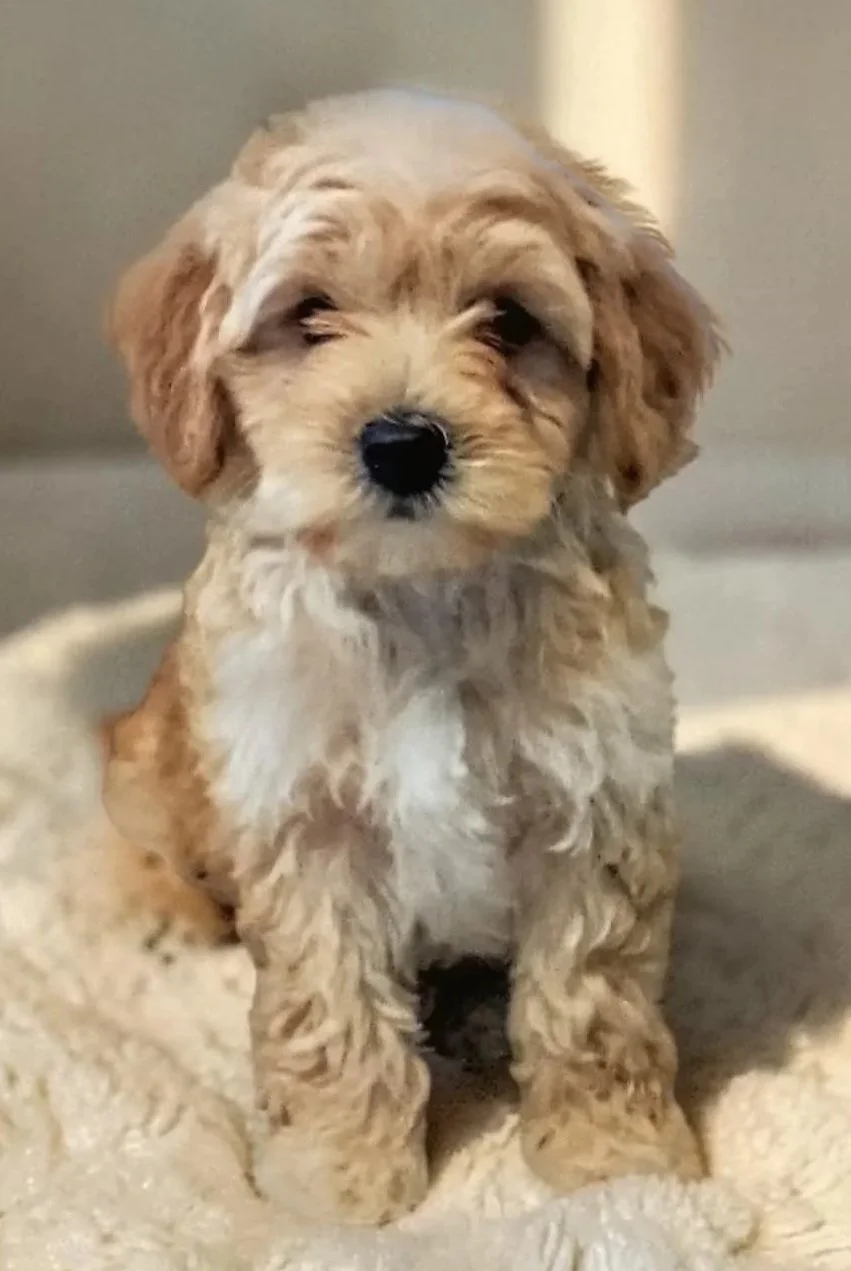 Male Three Toy Goldendoodle Puppy 