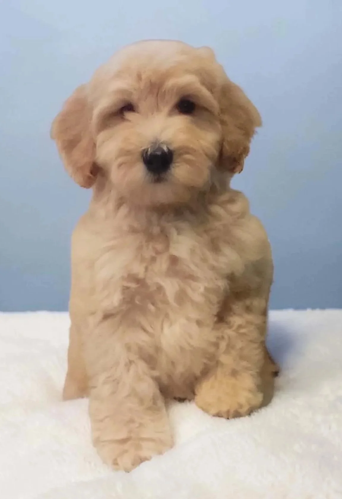 Male One, toy Goldendoodle Puppy 