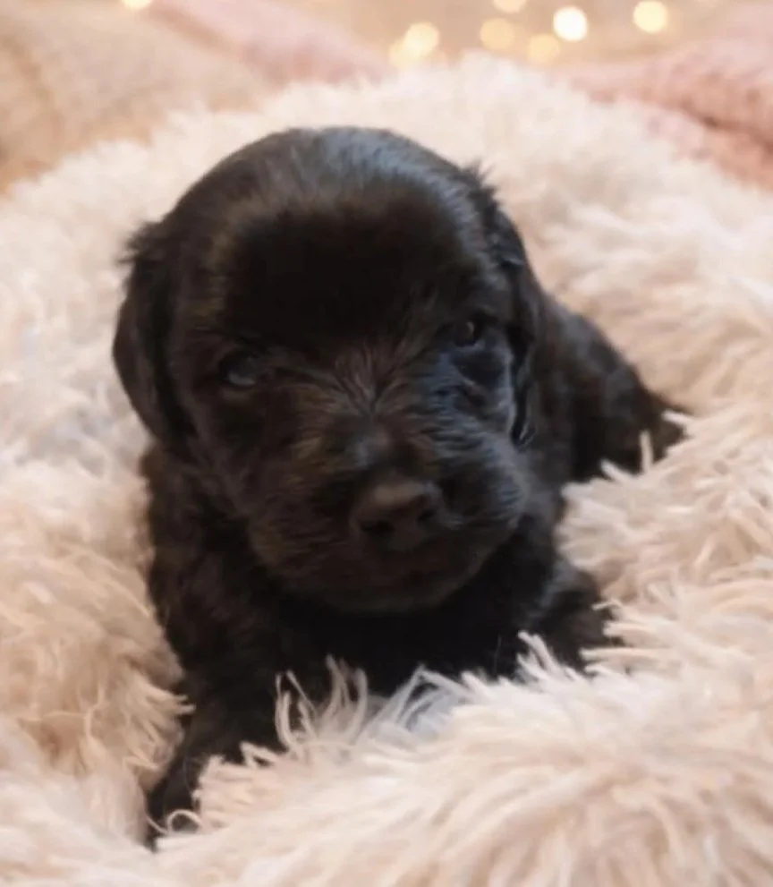 male toy schnoodle
