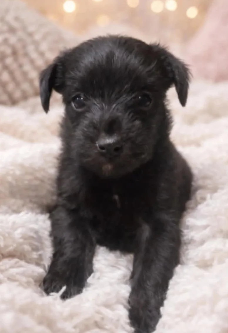 Female toy schnoodle