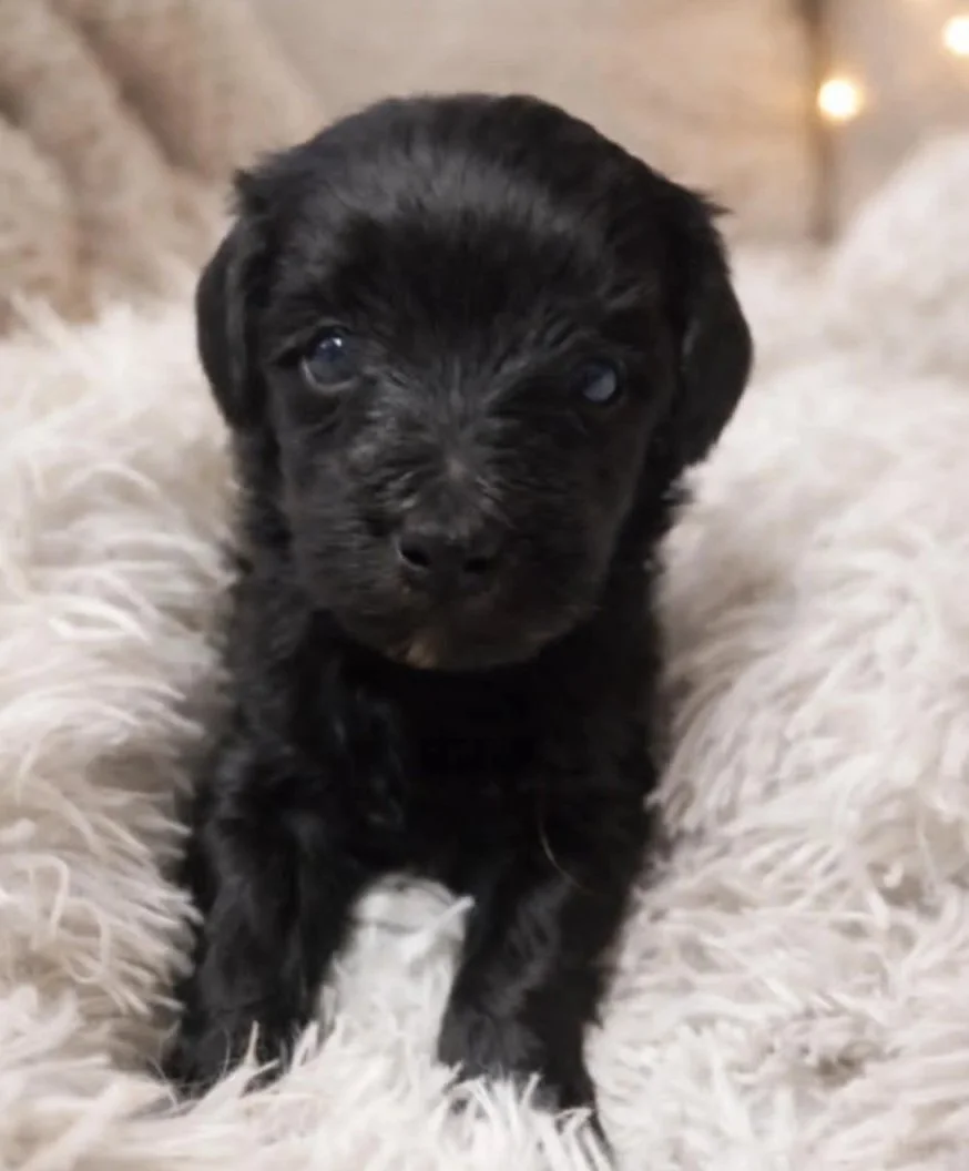 female toy Schnoodle puppy 