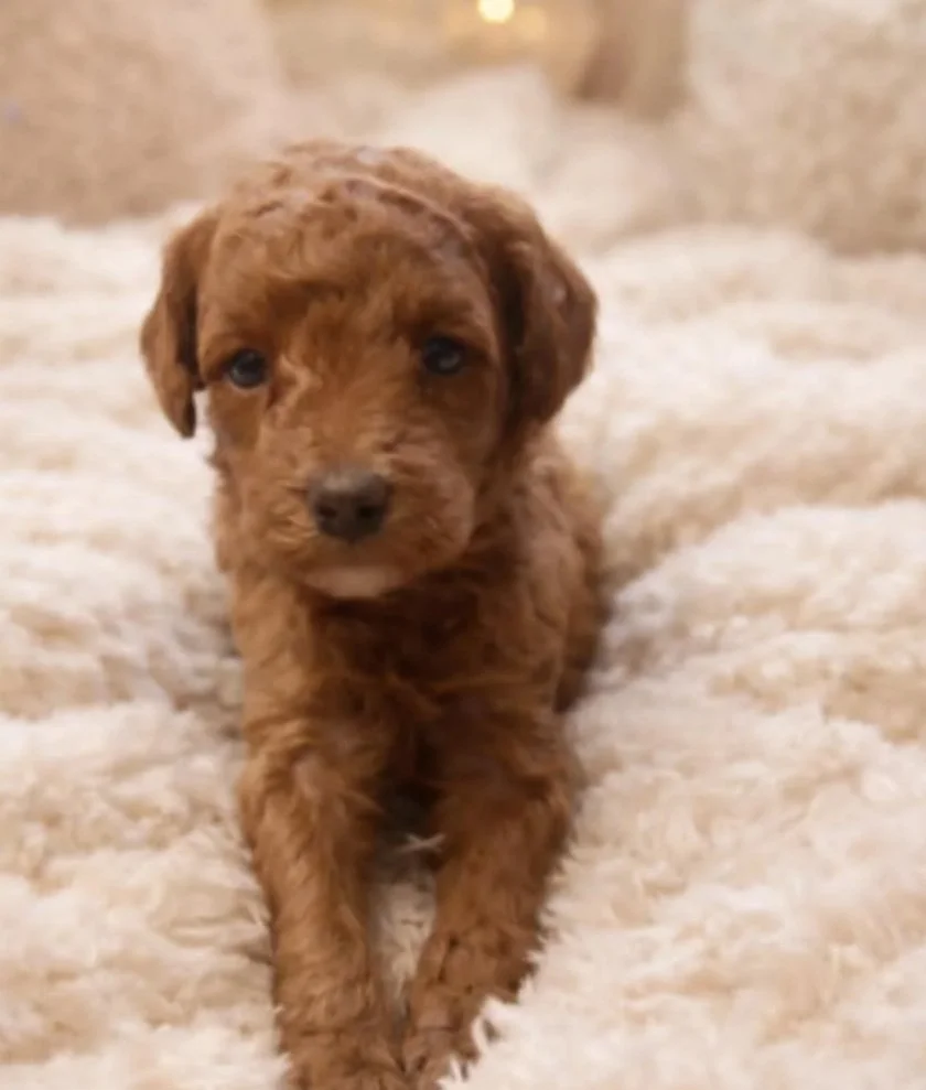 Female Toy Schnoodle puppy, i look like my mom 