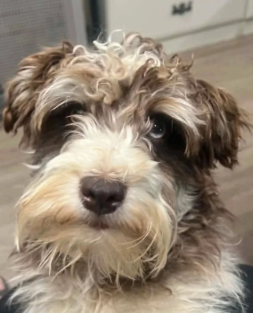 Bodie the dad a toy schnauzer