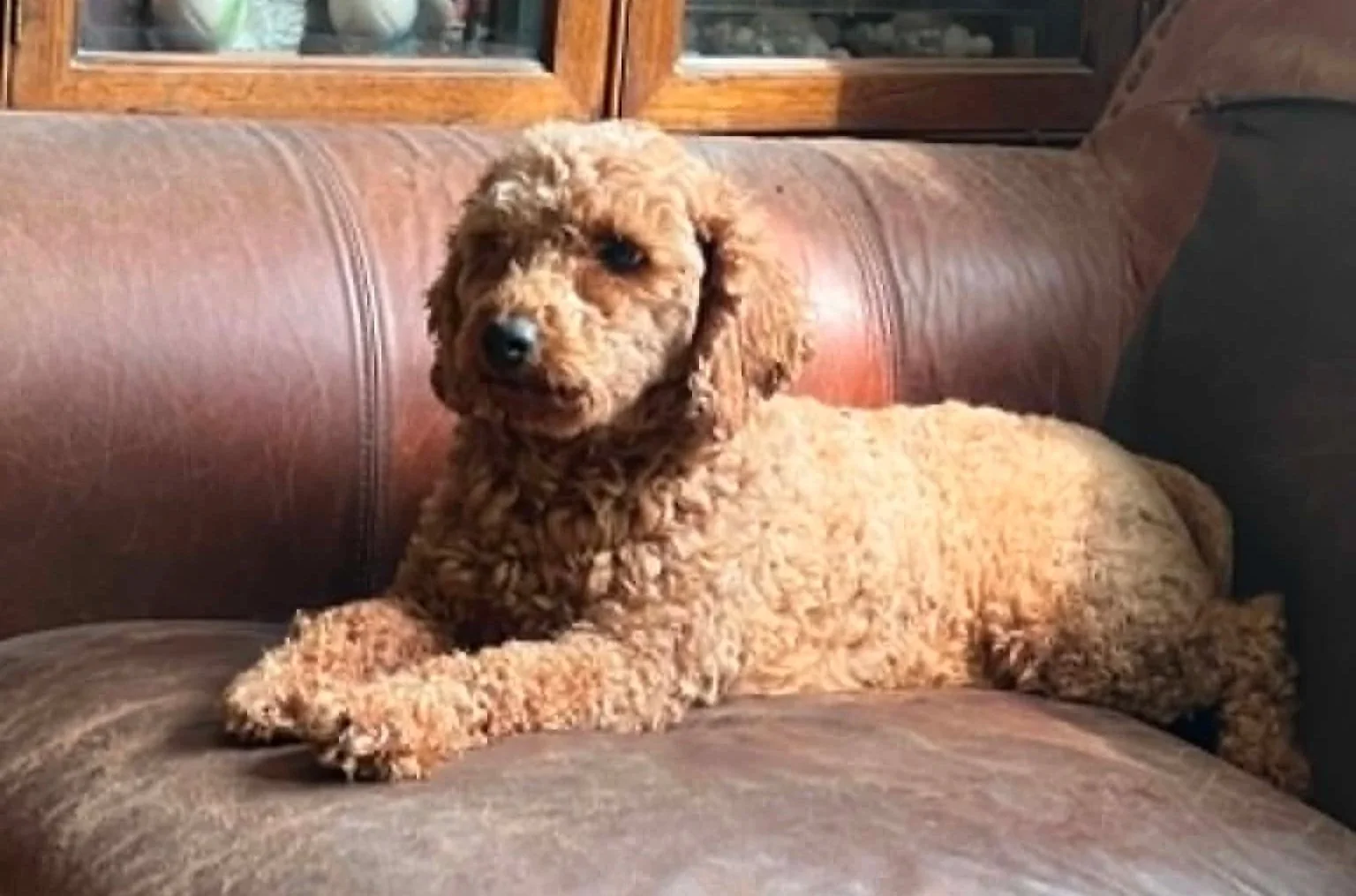 Phoebe a mini poodle