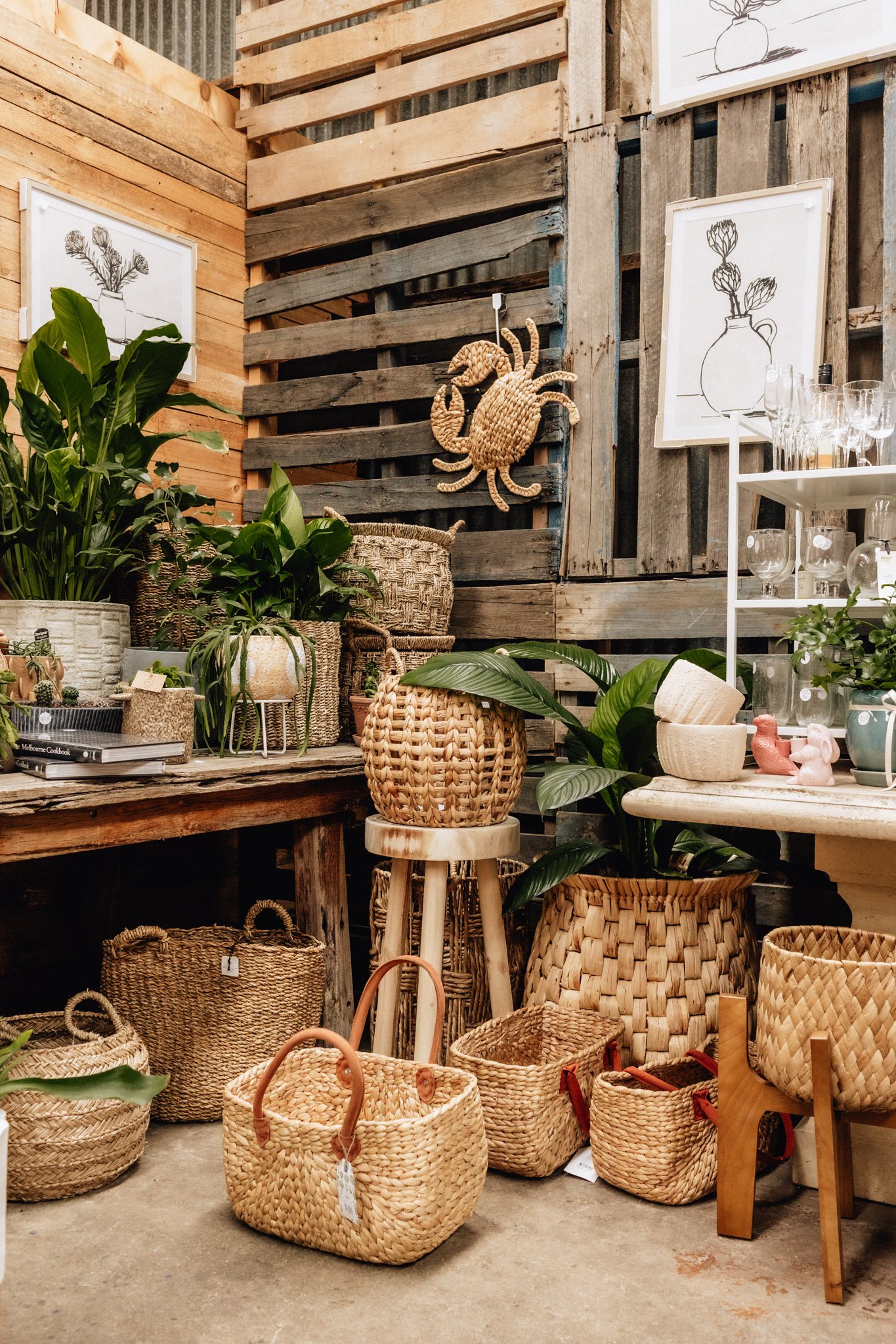 plants and ceramics at as daisy does geelong store.jpg