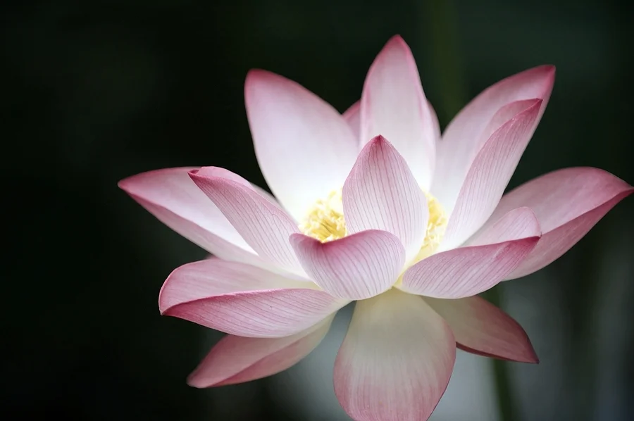 bigstock-Lotus-Flower-Over-Dark-Backgro-1393475.jpg