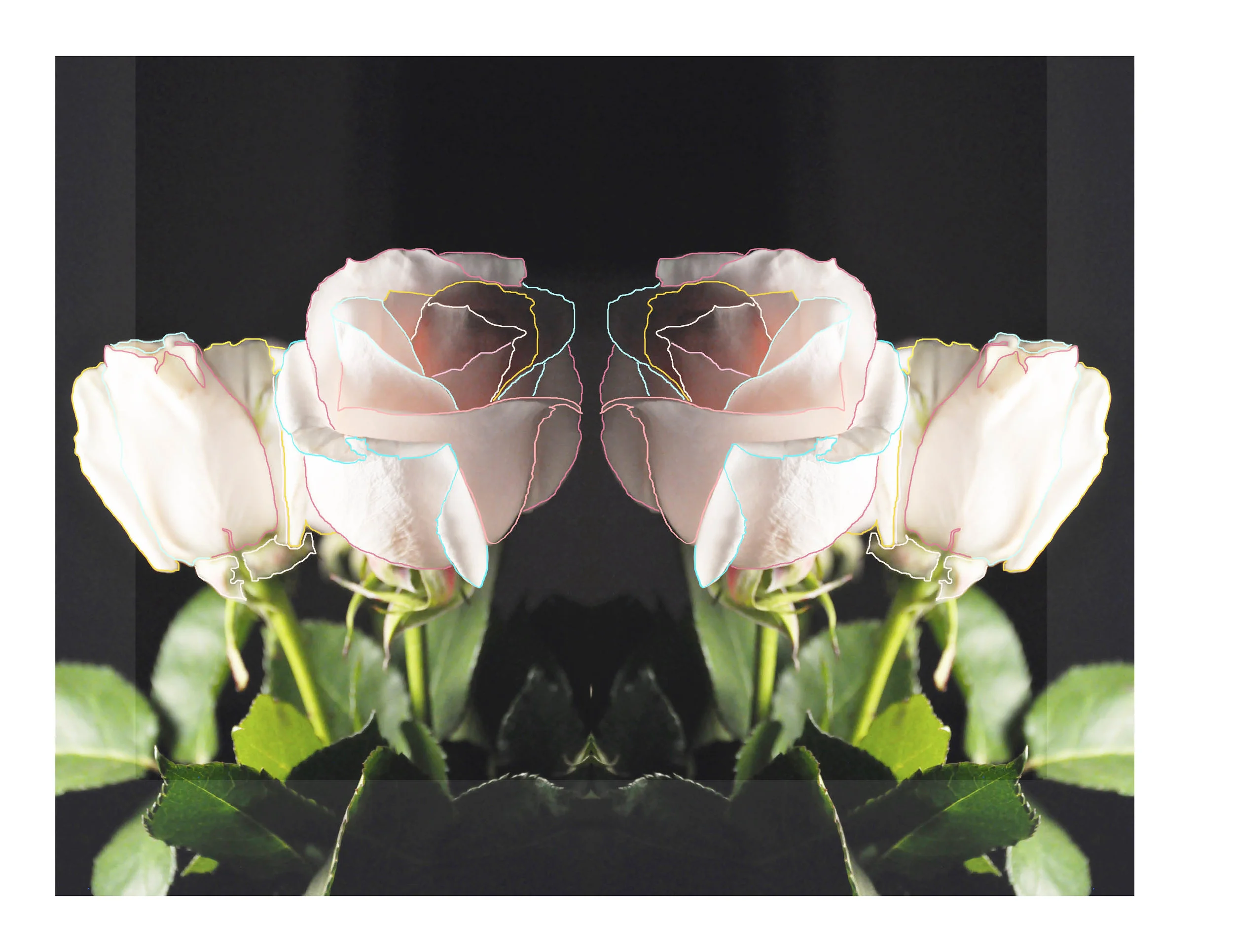 rose cover.jpg
