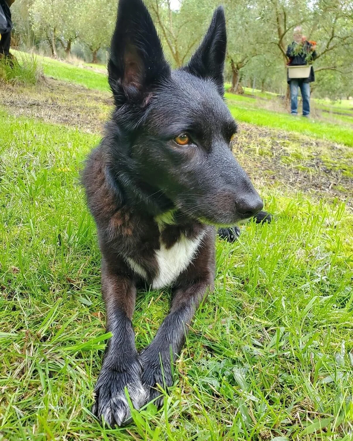 Pippa is helping too