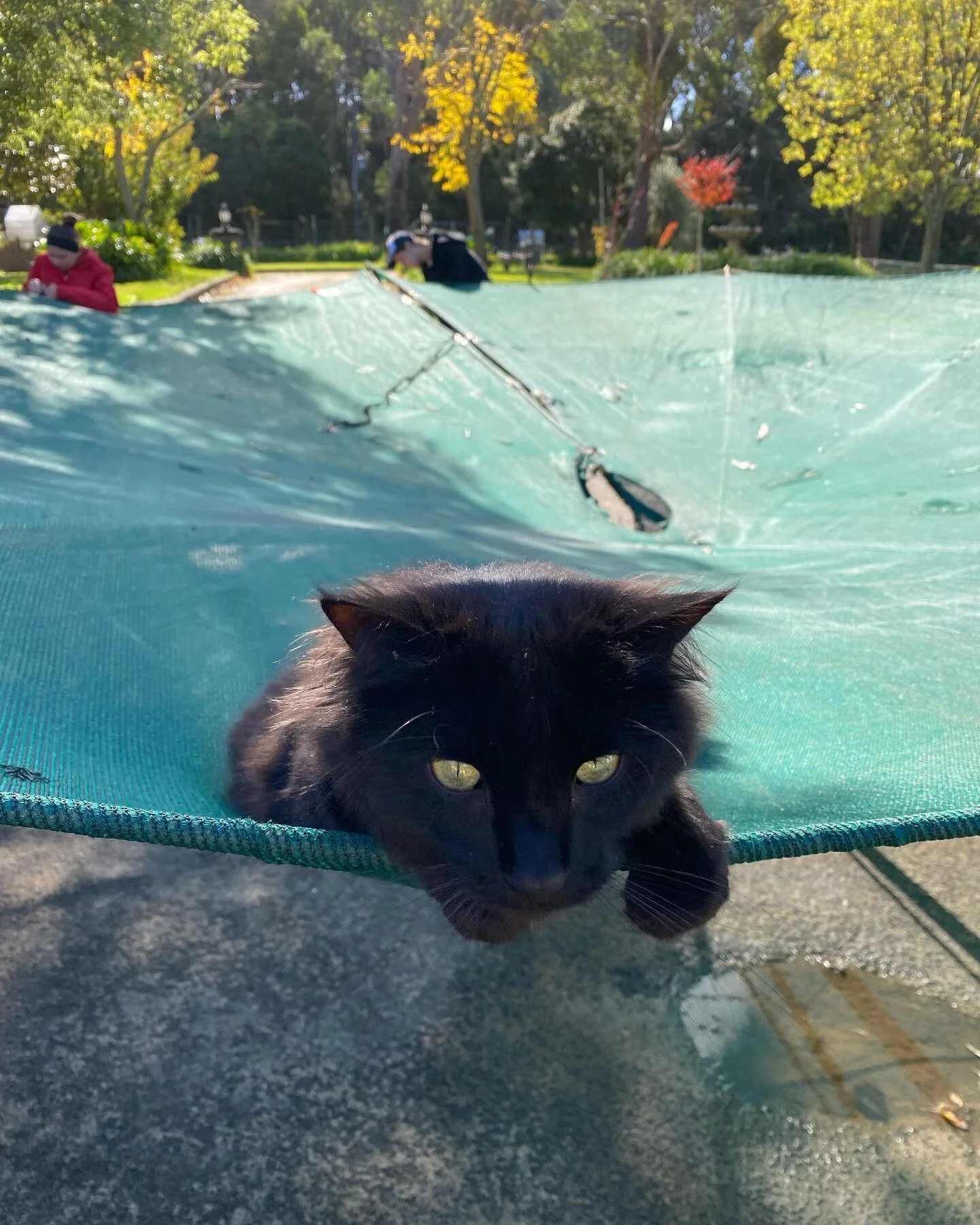 THANKYOU Luna for helping us get the nets ready for olive harvest this week!