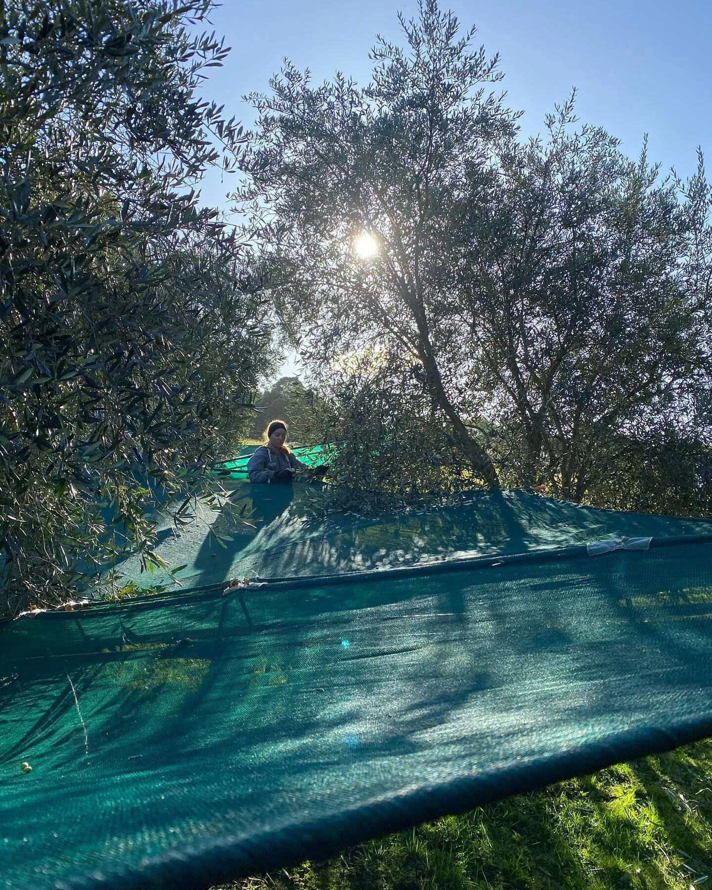 So many beautiful olives &hellip; thankyou trees!