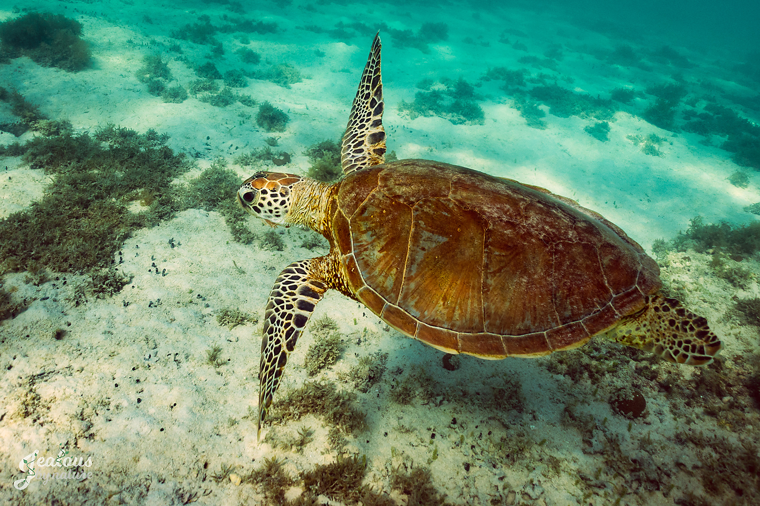 Ningaloo-25.jpg