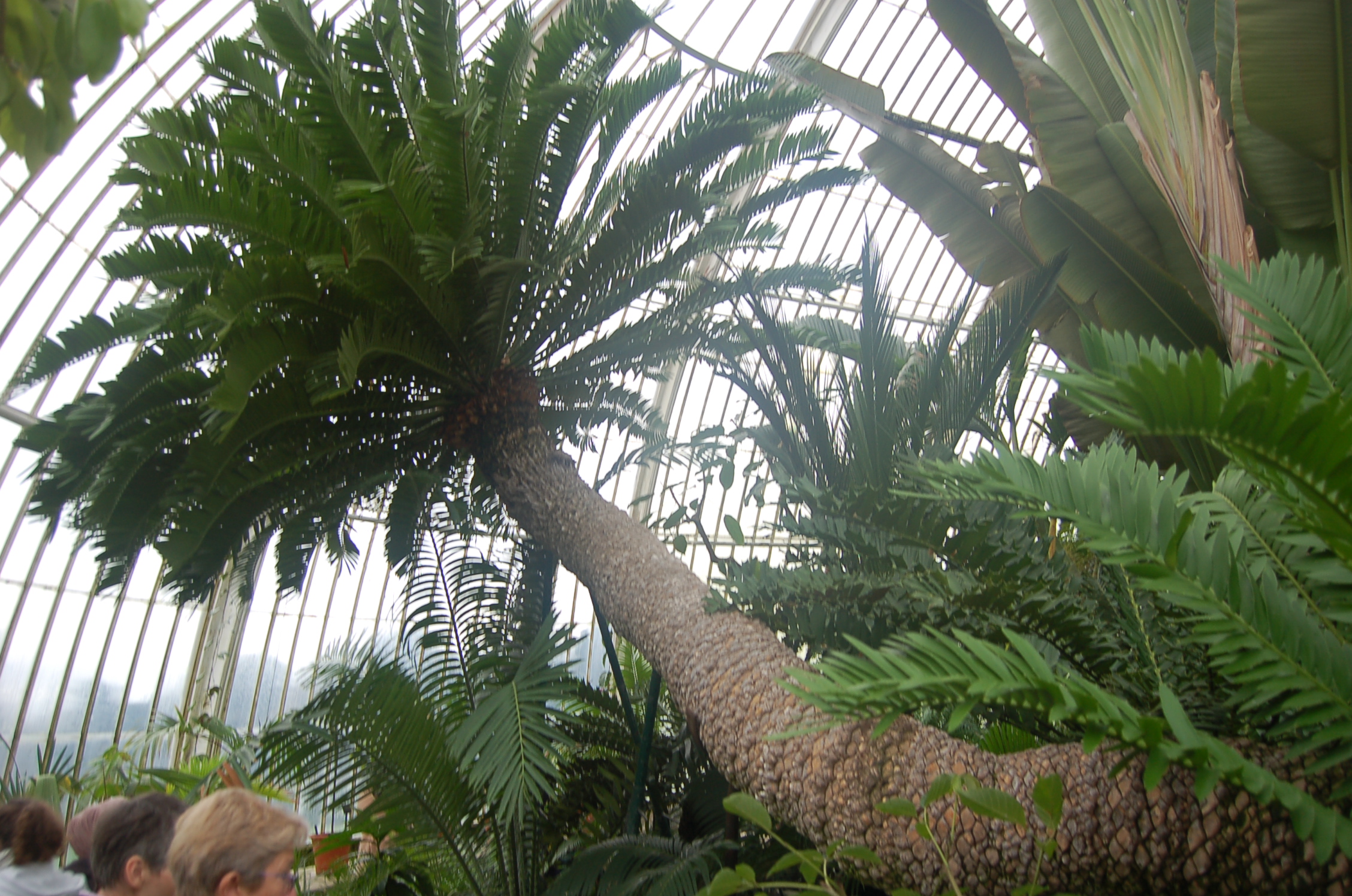 Francis Masson's cycad, planted in the 1770s, in the green house at Kew Botanical Gardens