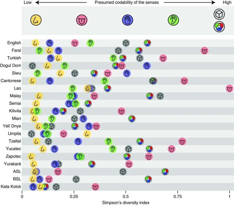  Ce graphique montre la hiérarchie des sens en terme de description linguistique, pour 20 langues différentes à travers le monde. Plus un sens est associé à une description linguistique riche, plus il est représenté à droite sur l’axe. Bien que la hiérarchie sensorielle change en fonction des langues, une tendance générale émerge : l’humain semble moins apte à communiquer sur les odeurs que sur les goûts, sons, textures, formes et couleurs (Majid et al.,2018). 