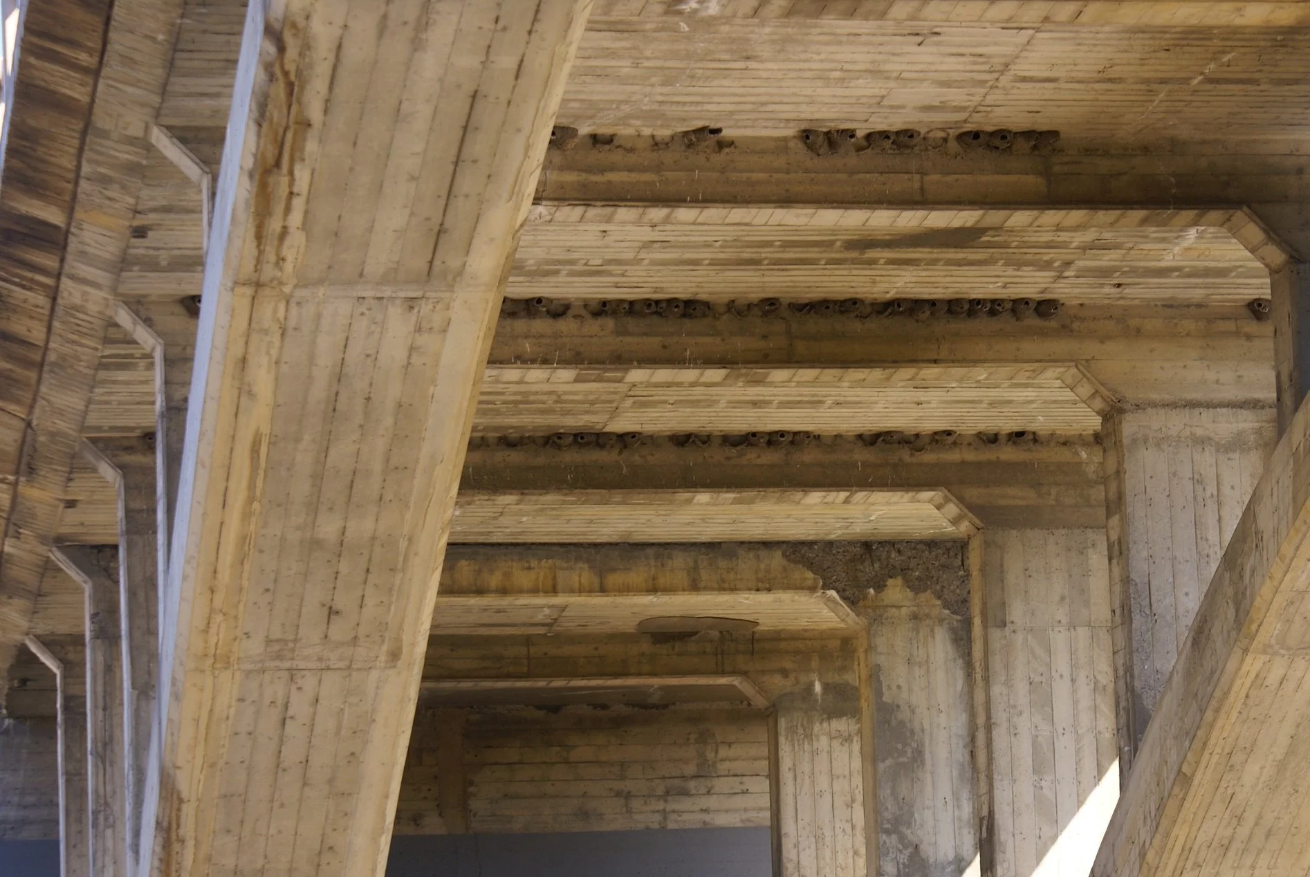 Nidification des hirondelles à front blanc sous les ponts