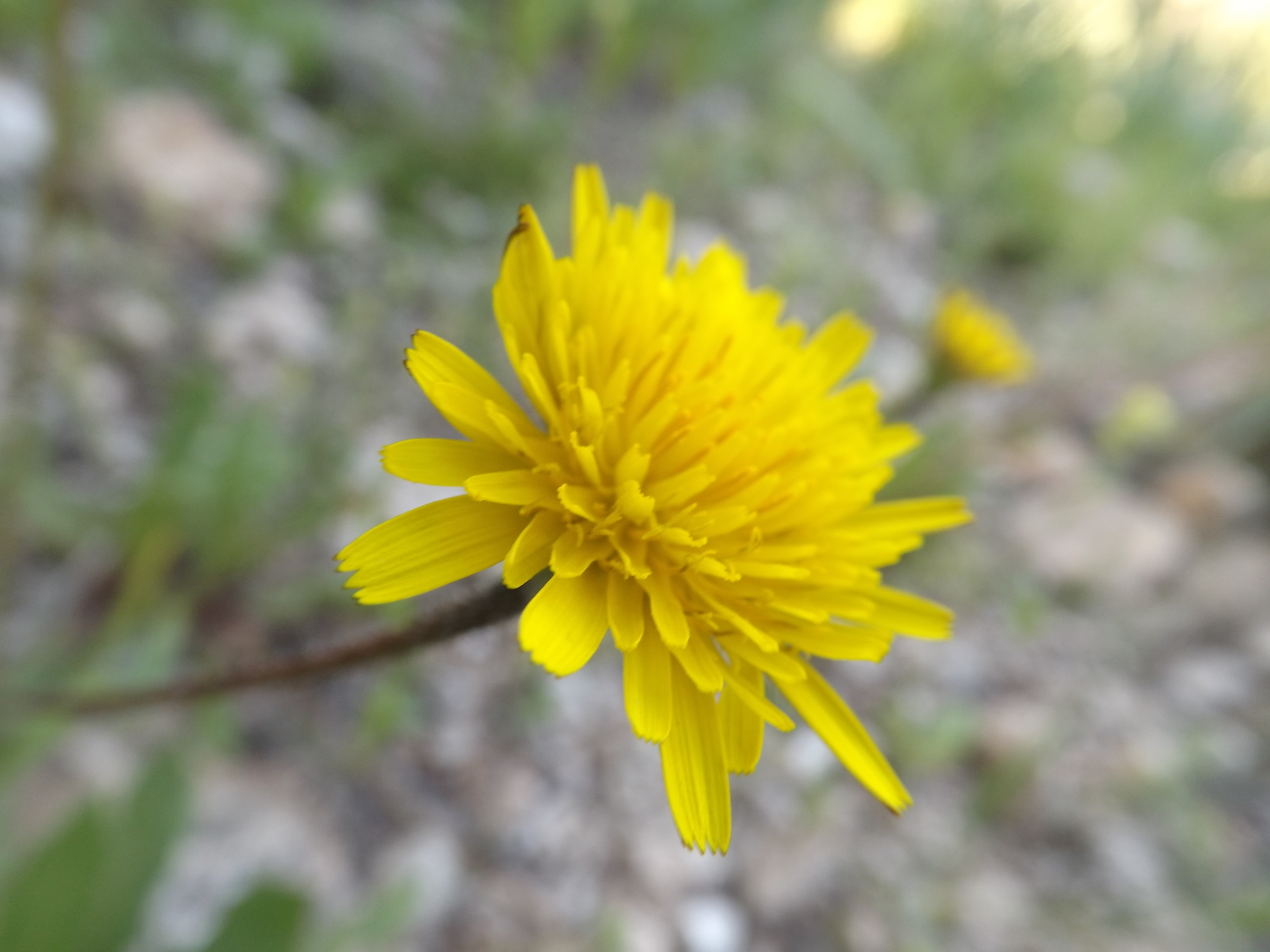  Crépide (crepis sancta) 