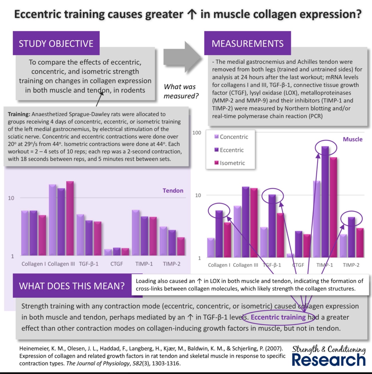 Eccentric - Muscle Collagen.jpeg