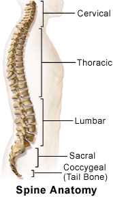 spine.jpg