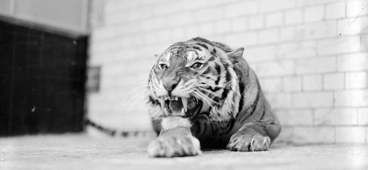 tiger.jpeg