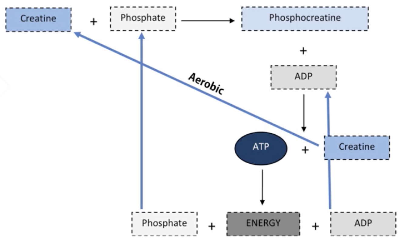 alacticenergy.jpeg