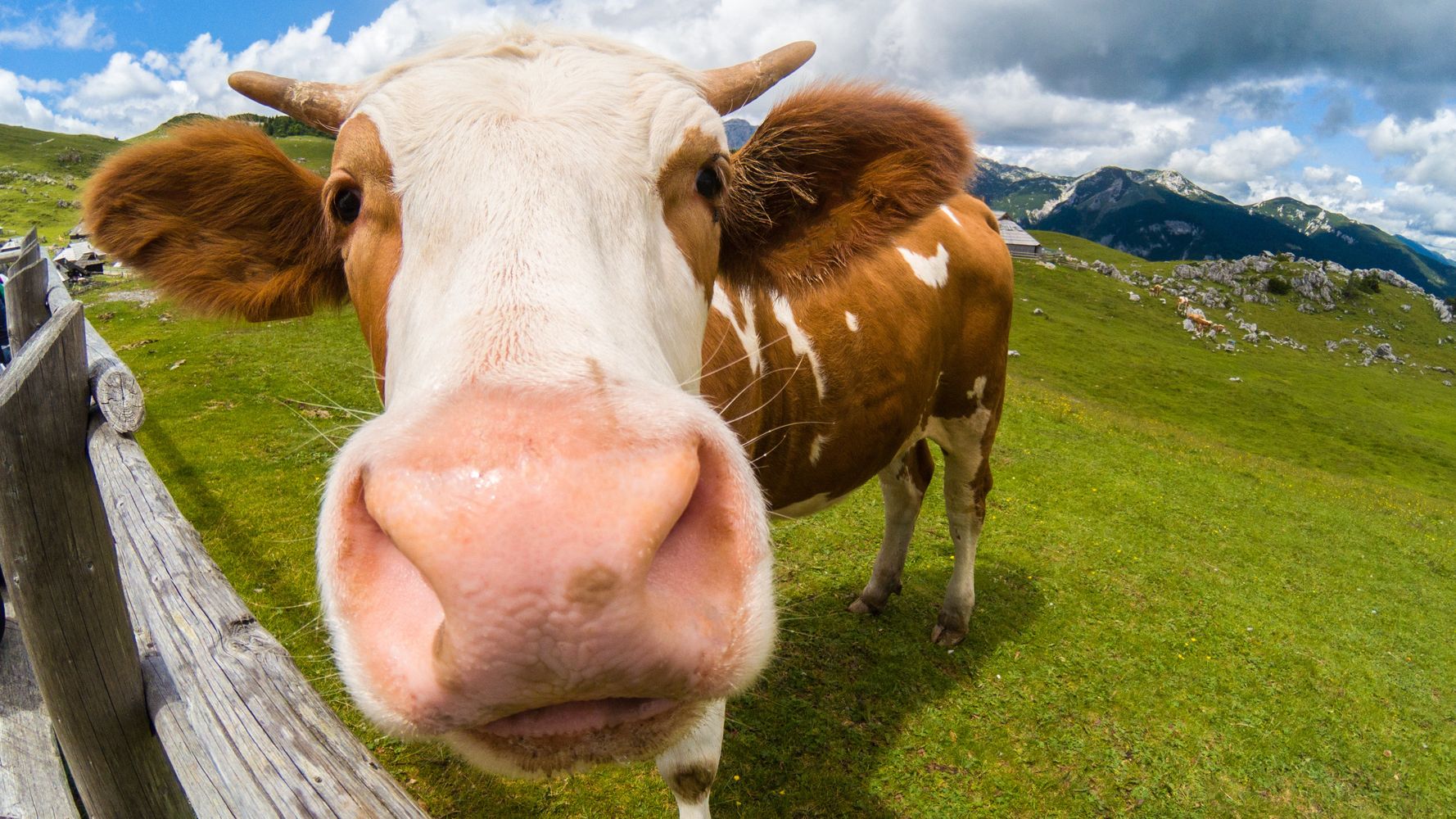 Should we be eating less meat to save the environment?