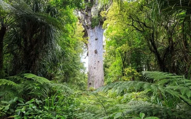 Tane Mahuta .jpg