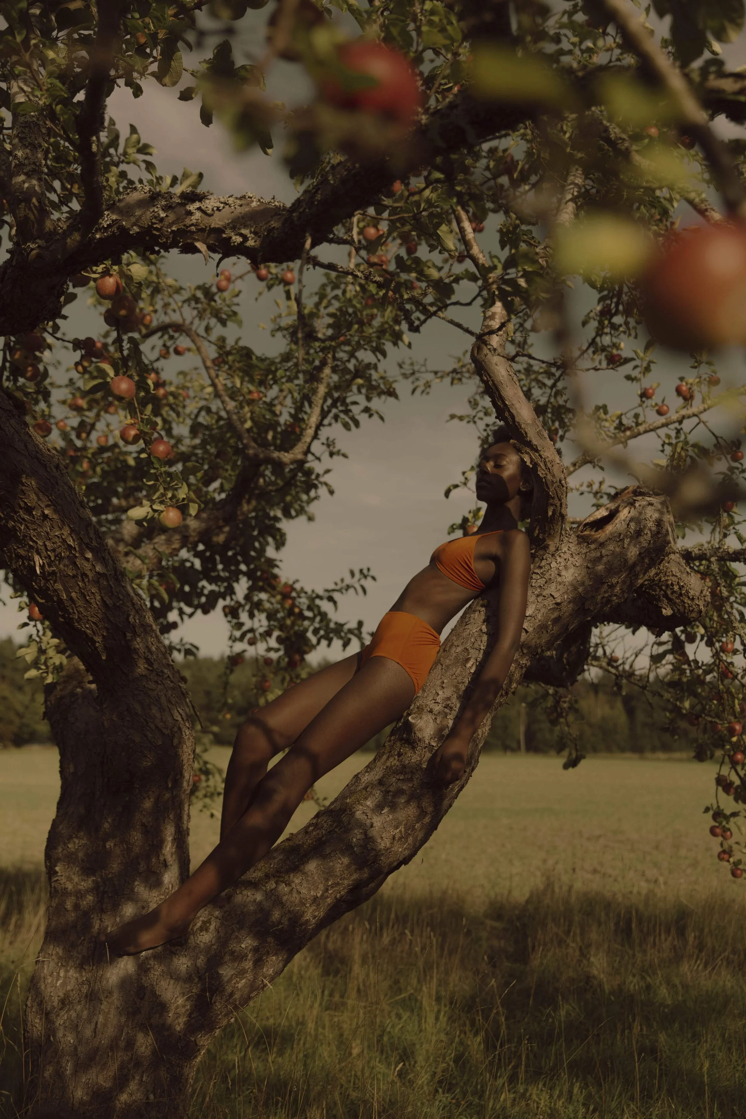 Apple Tree.jpg