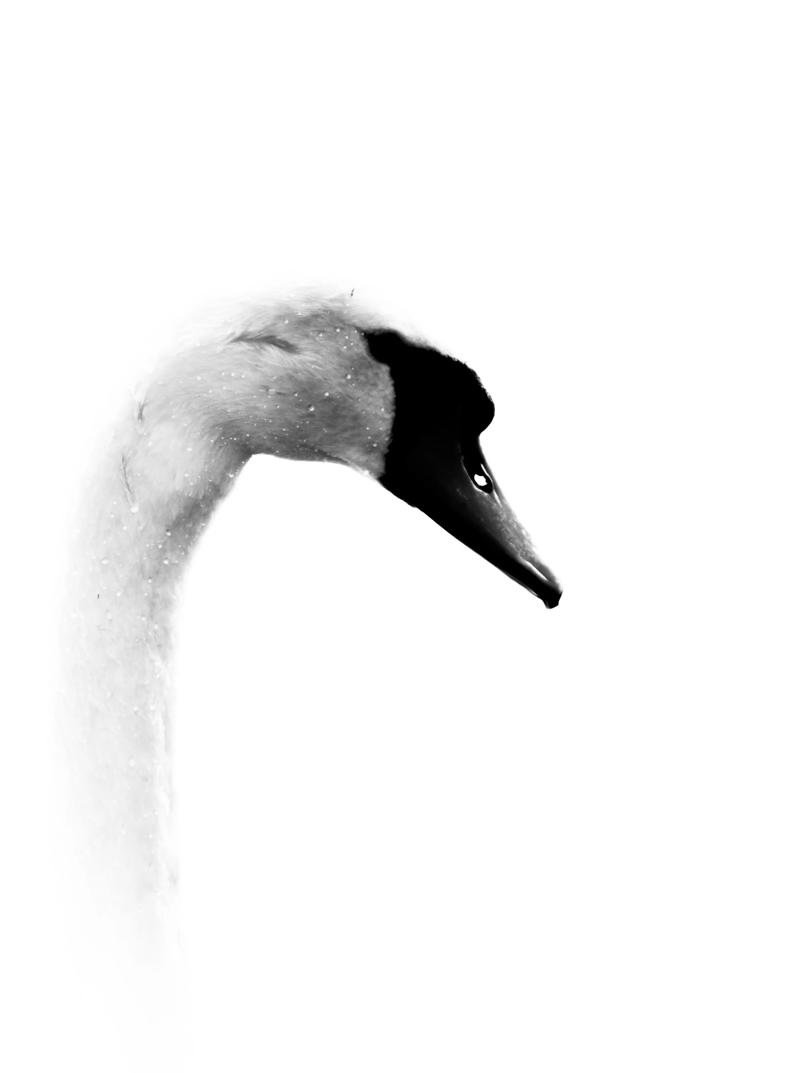 AbstractSwan.jpg
