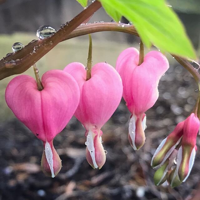 Happy Mother&rsquo;s Day to ALL the Beautiful Mamas out there!
.
.

Bleeding Hearts represents compassion and unconditional love towards someone 💕 Was planted by my mama!  One of my favorite flowers! 💗
#happymothersday