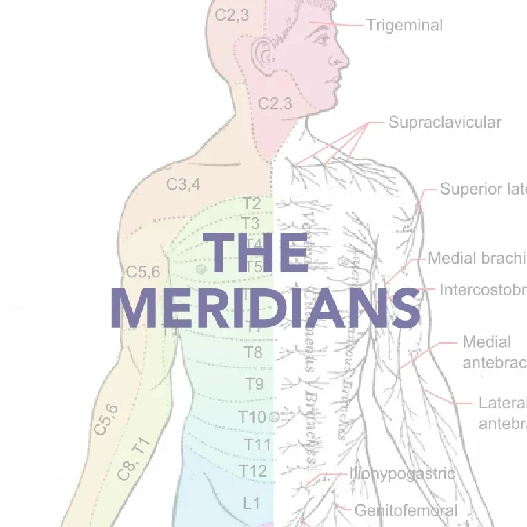 EnergyAnatomy_Meridians_banner_764x1142.jpg