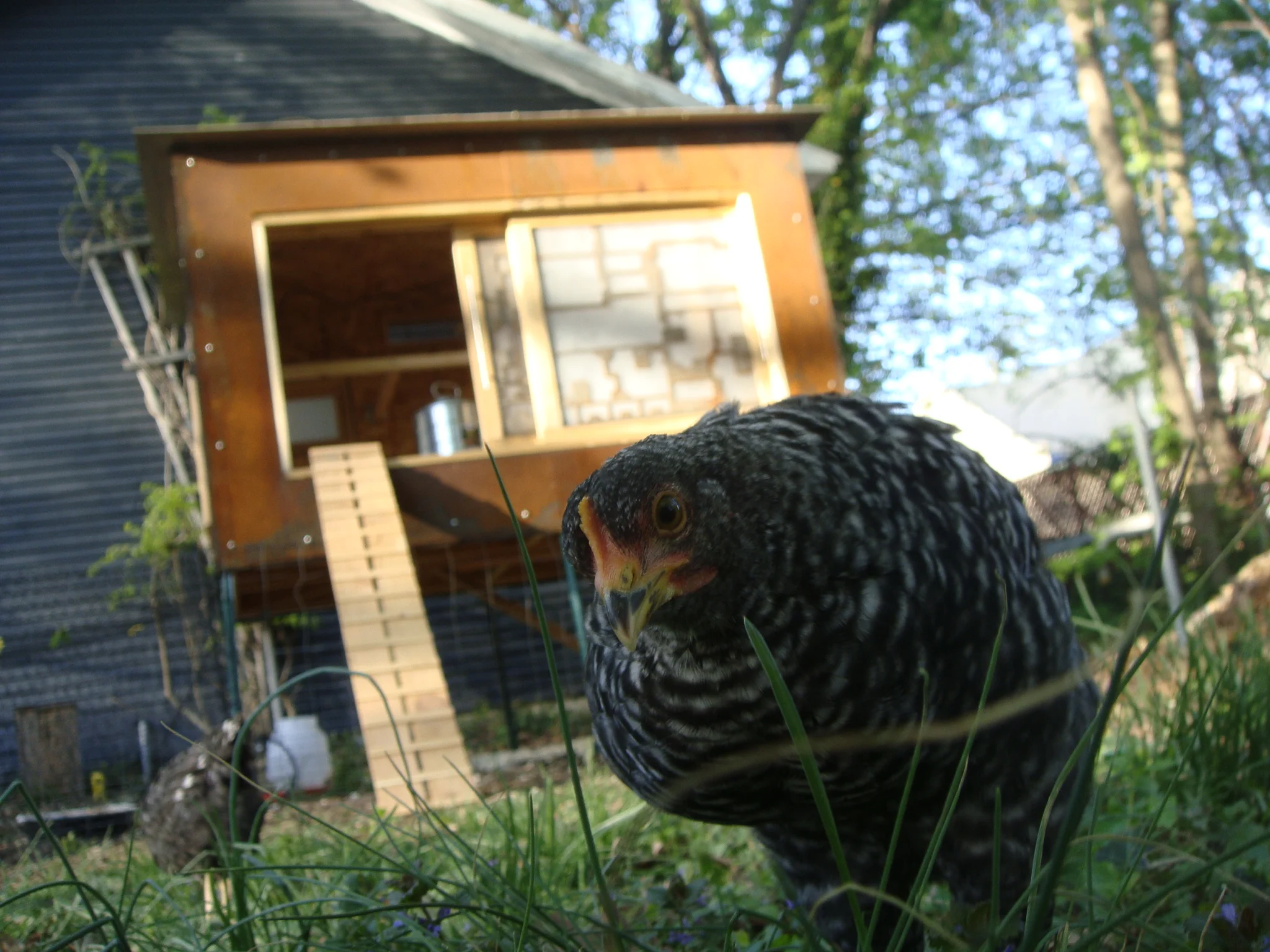 Chicken_04.JPG