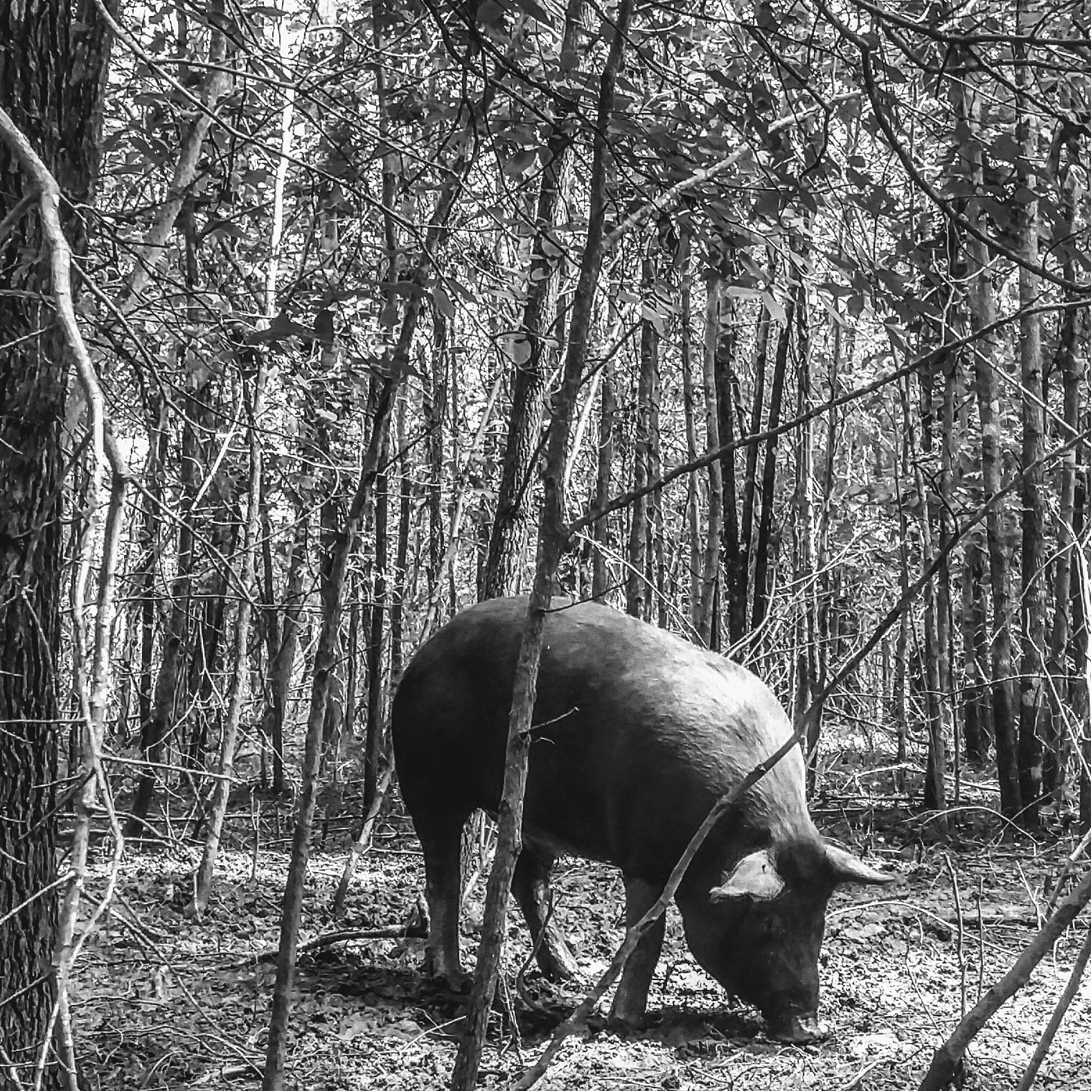 A hungry pig foraging for food