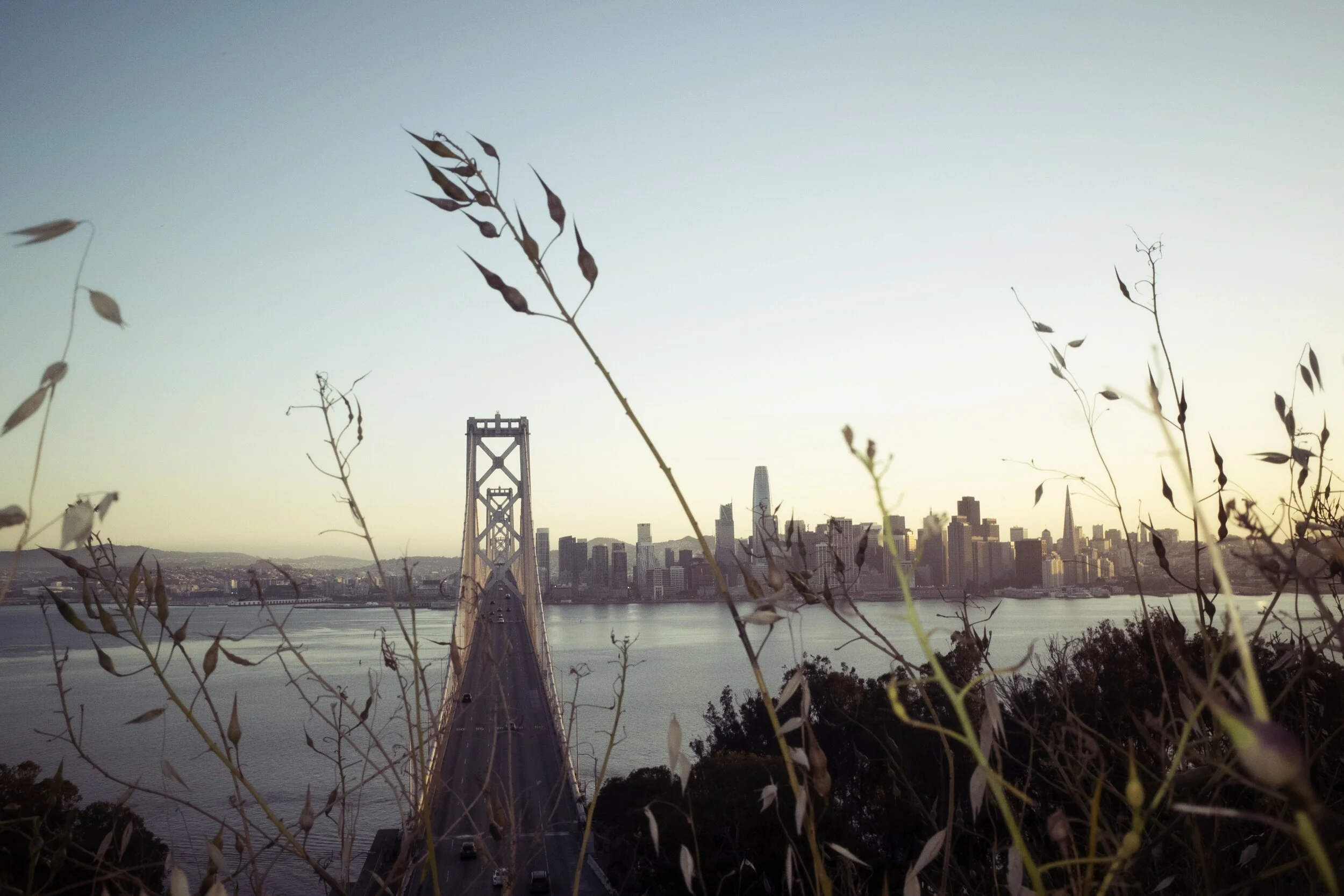 Bay Bridge Plants-1-02.jpeg