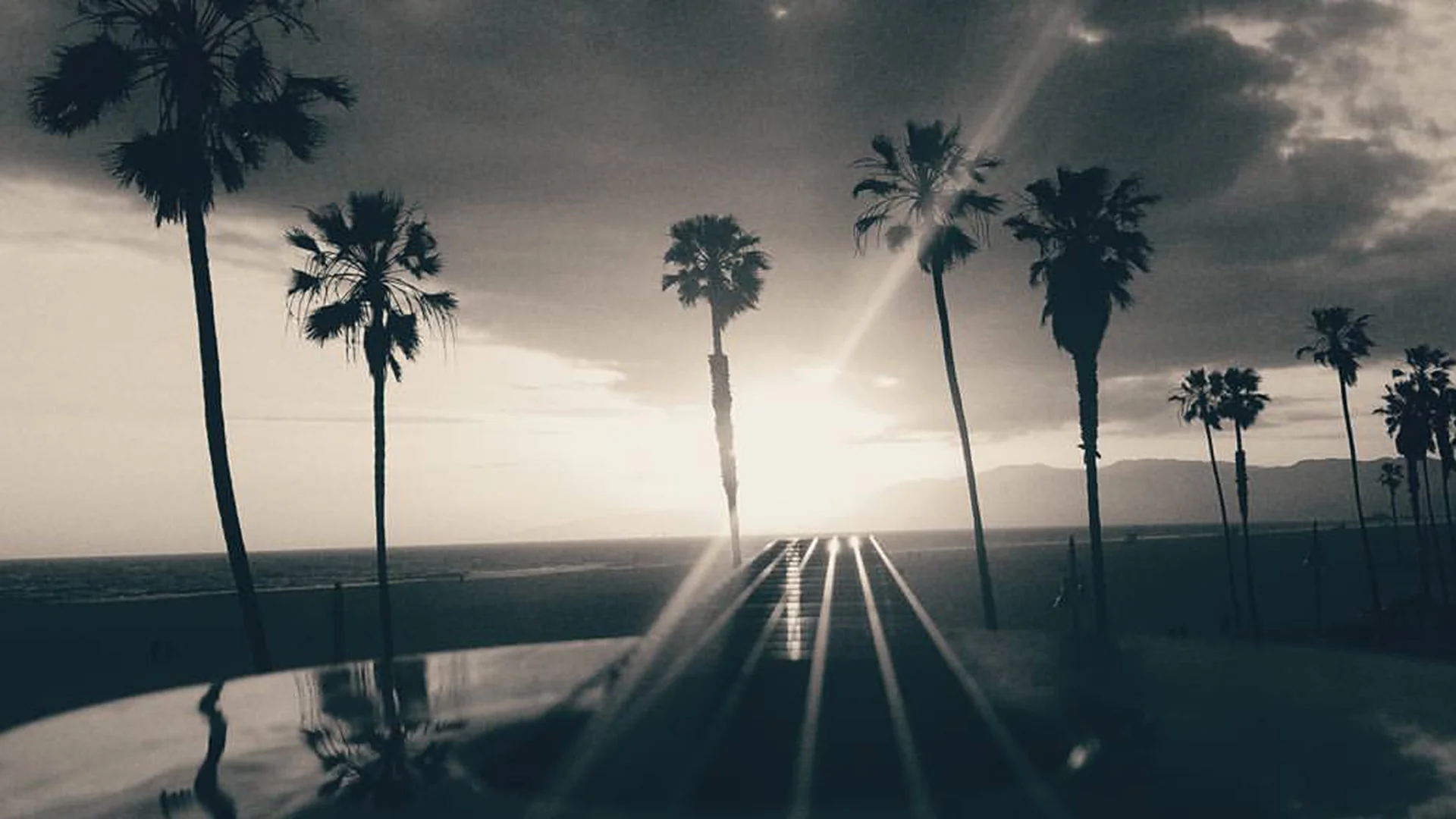 bg-bw-palms.jpg