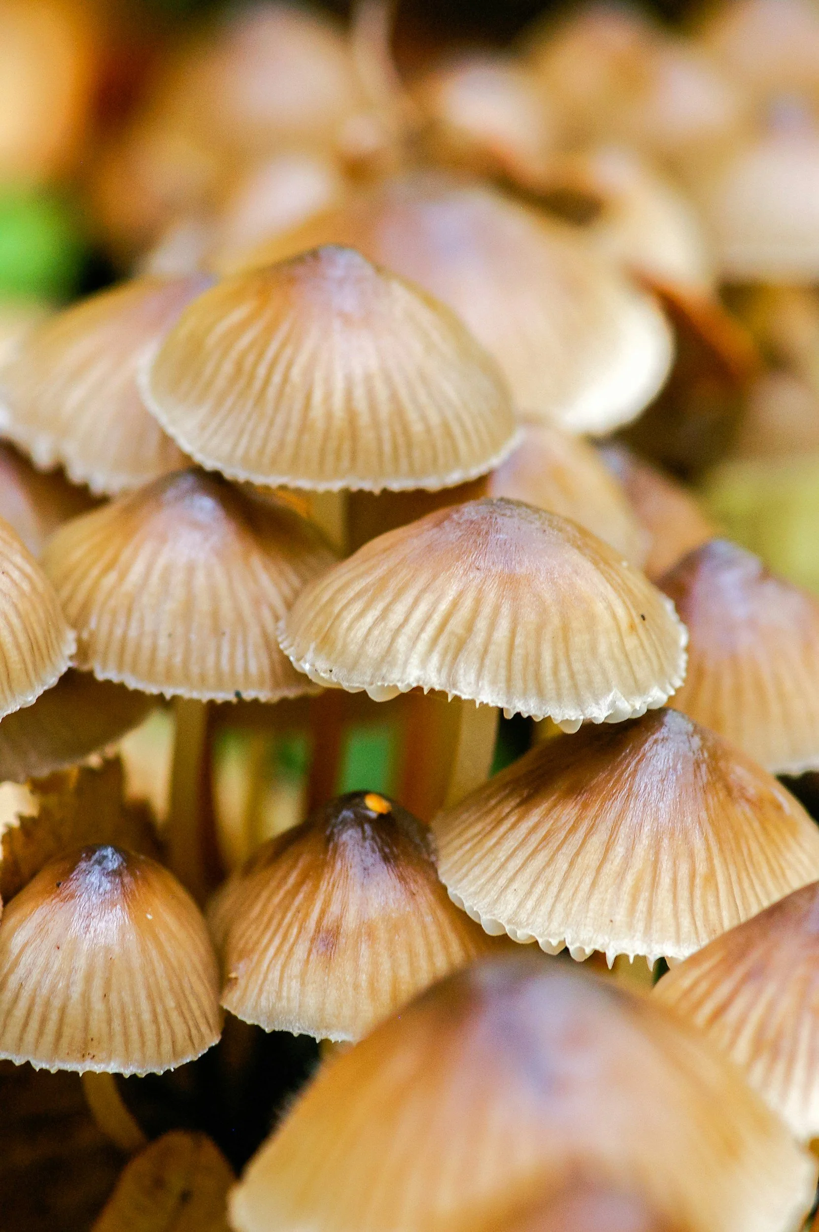 From Sidekick to MVP: How Mushrooms Are Taking Over Every Plate