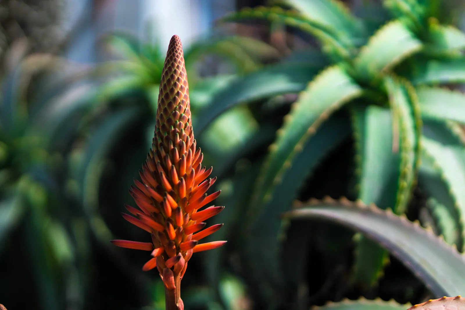 4_Macro-Newport-aloe_Joseph-Barber-Photography.jpg