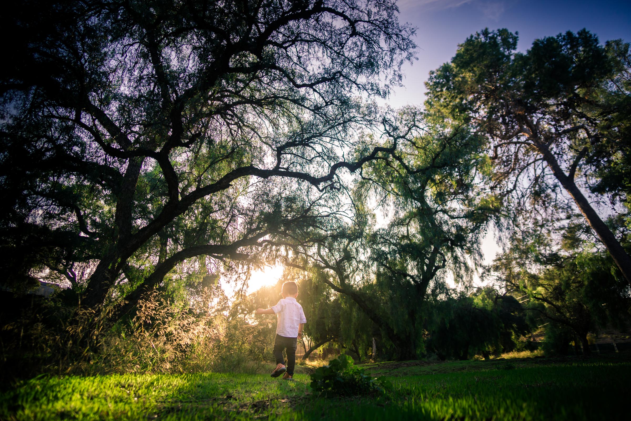 wide angle Candid photo of a little boy playing during a Family portrait photo shoot in Fullerton on the Juanita Cooke Hiking Trail with green trees and grass and the golden hour sun
