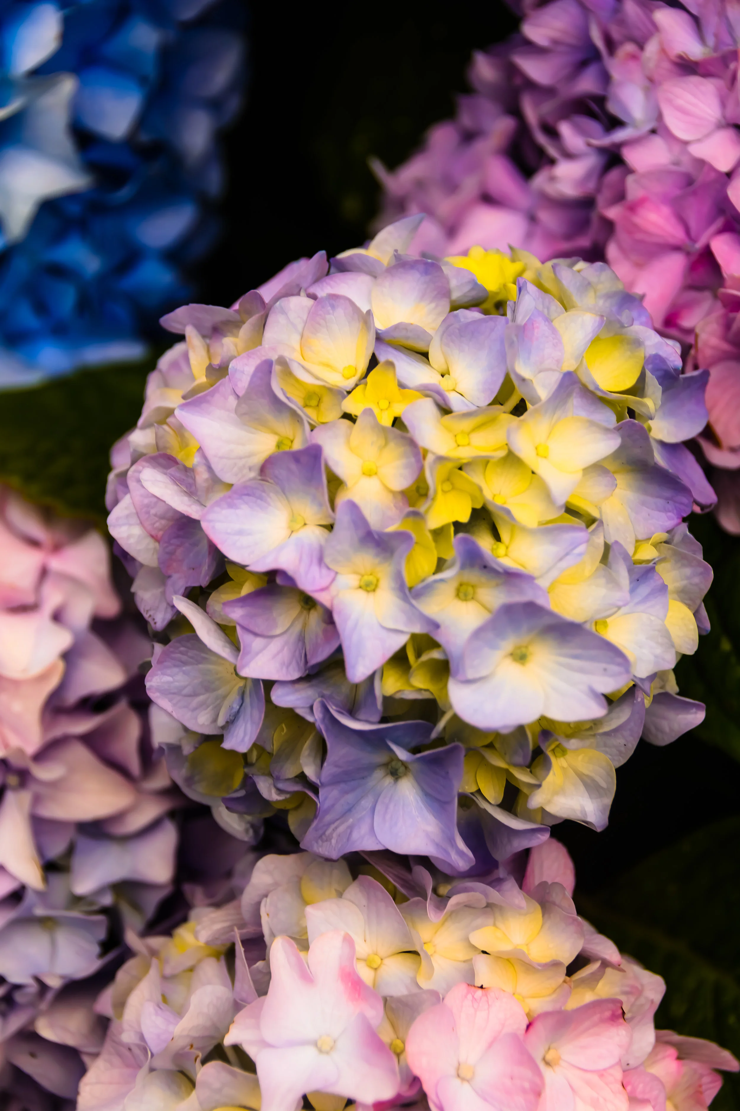 Flowers-19.jpg