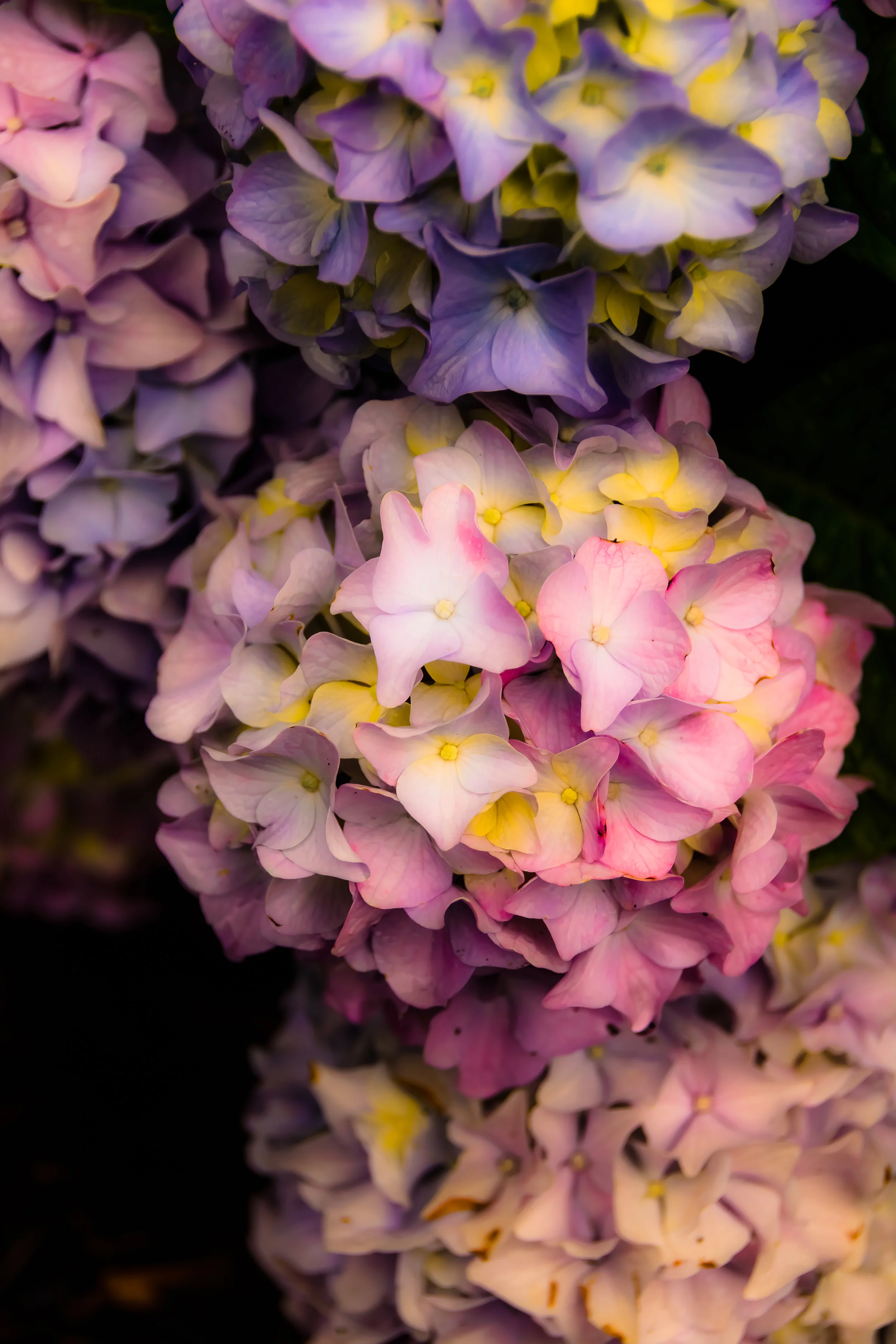Flowers-20.jpg