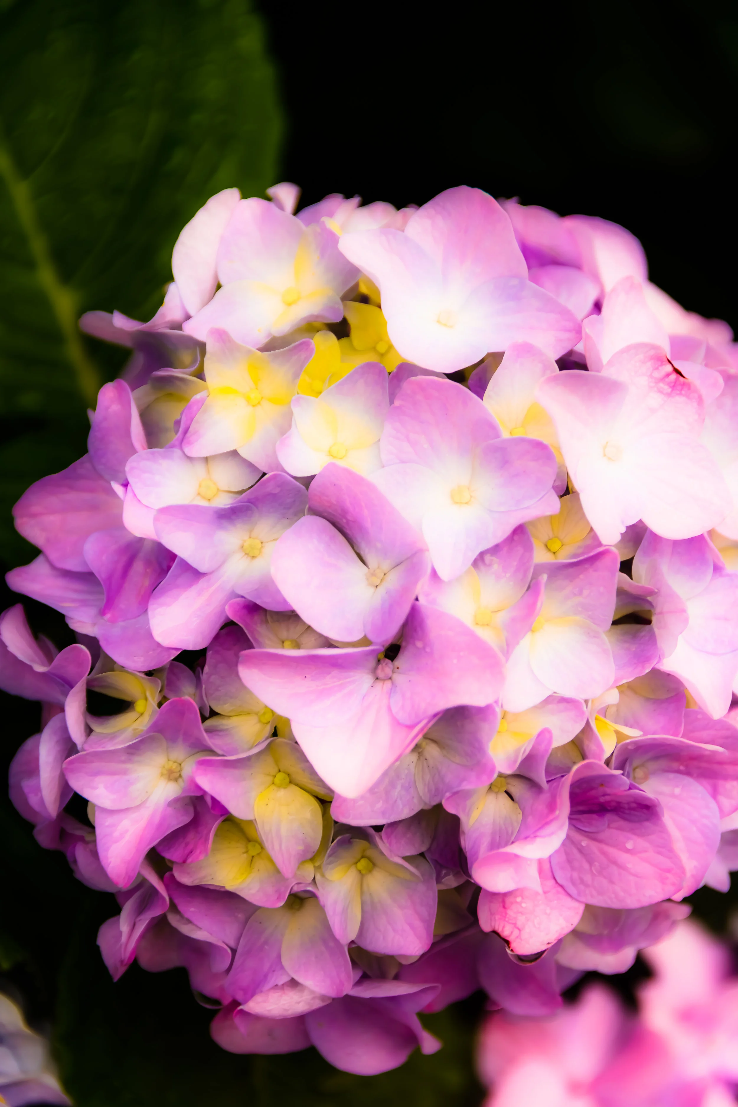 Flowers-23.jpg