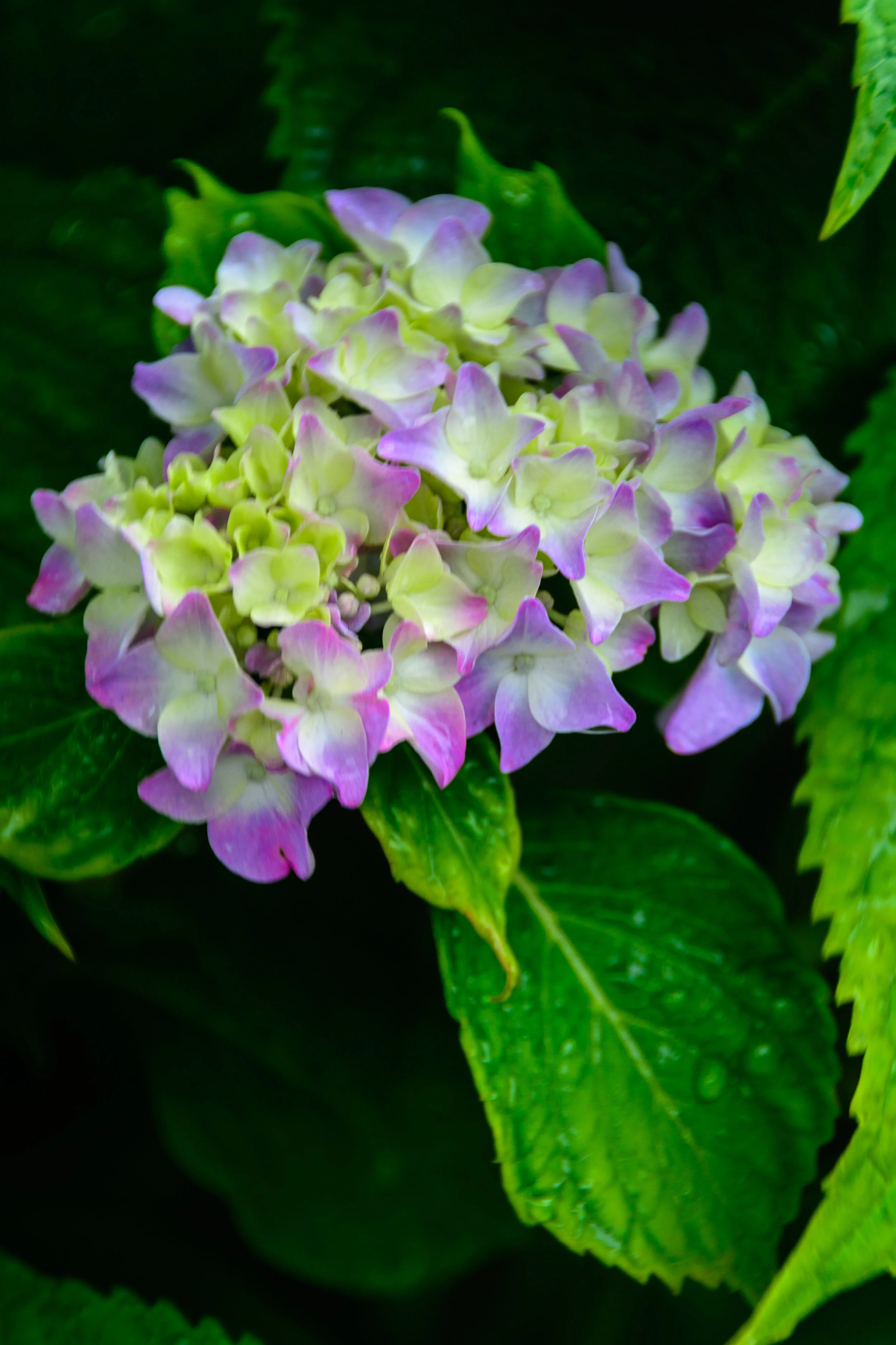Flowers-24.jpg