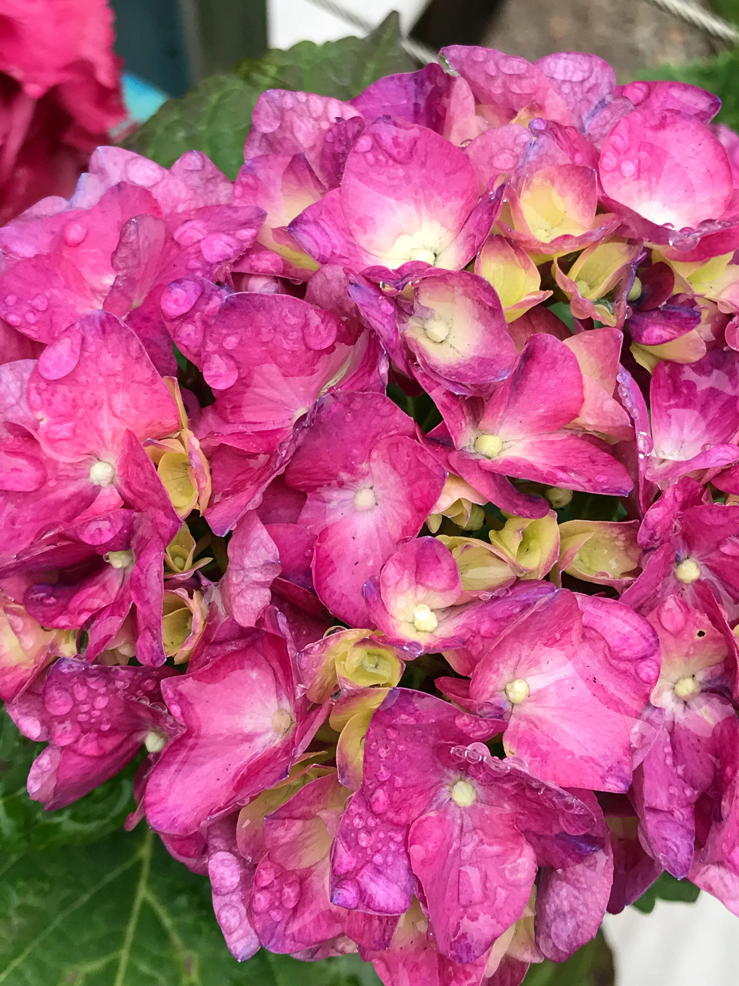 Flowers-74.jpg