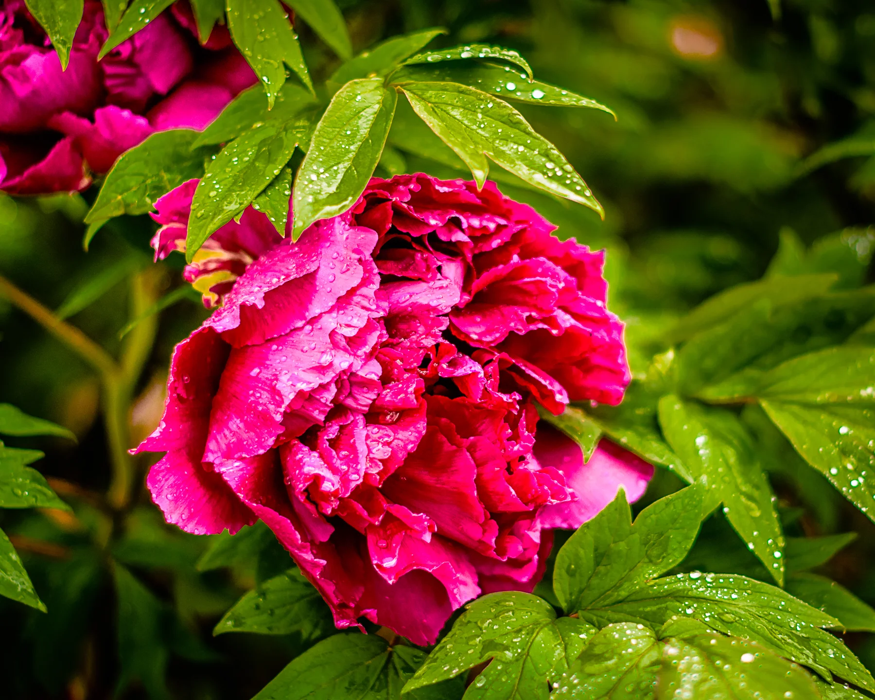 DSC_9166.jpg
