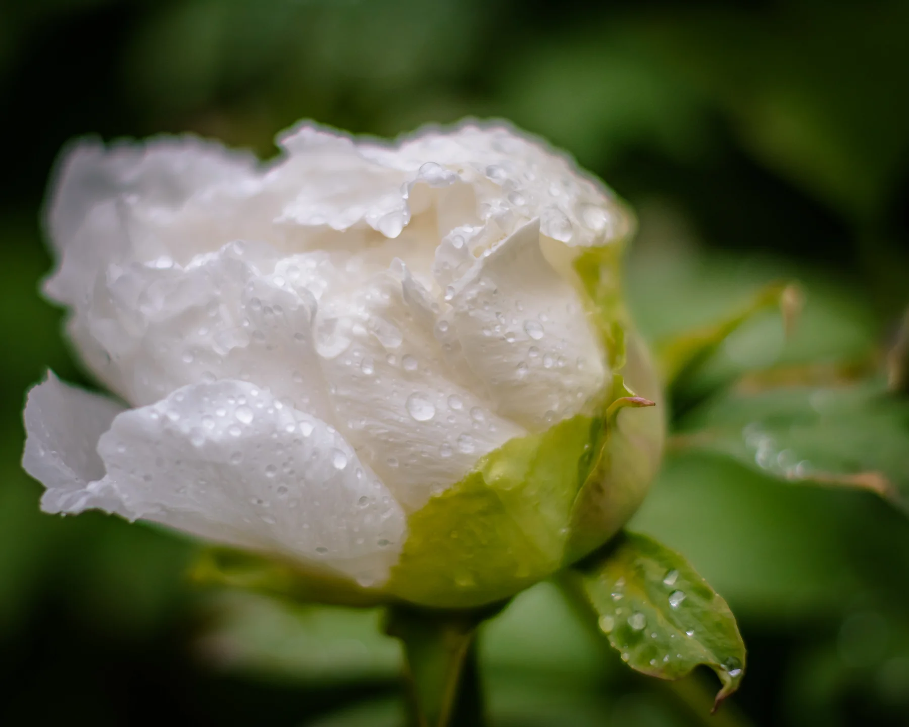 DSC_9173.jpg