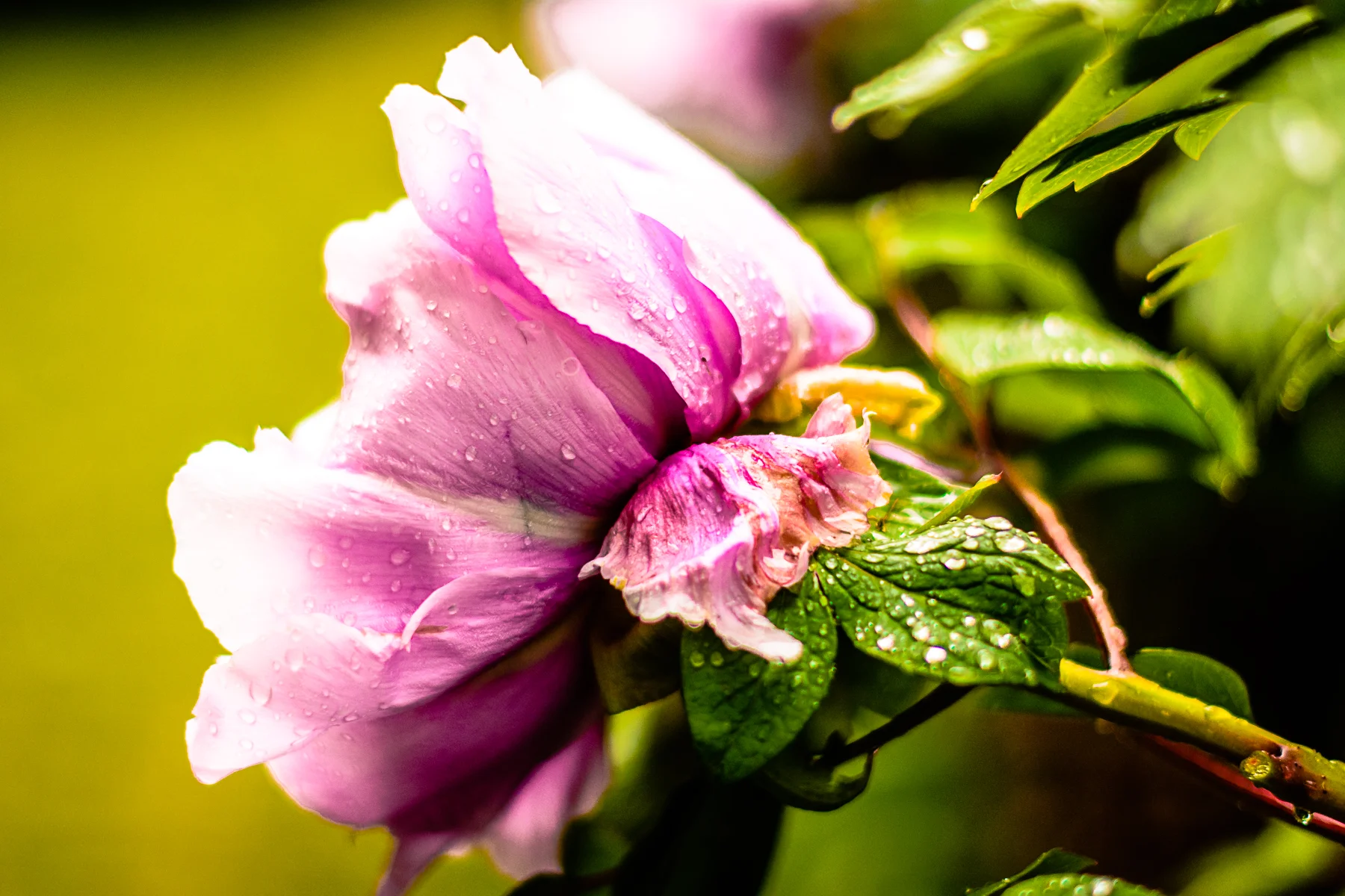 DSC_9177.jpg