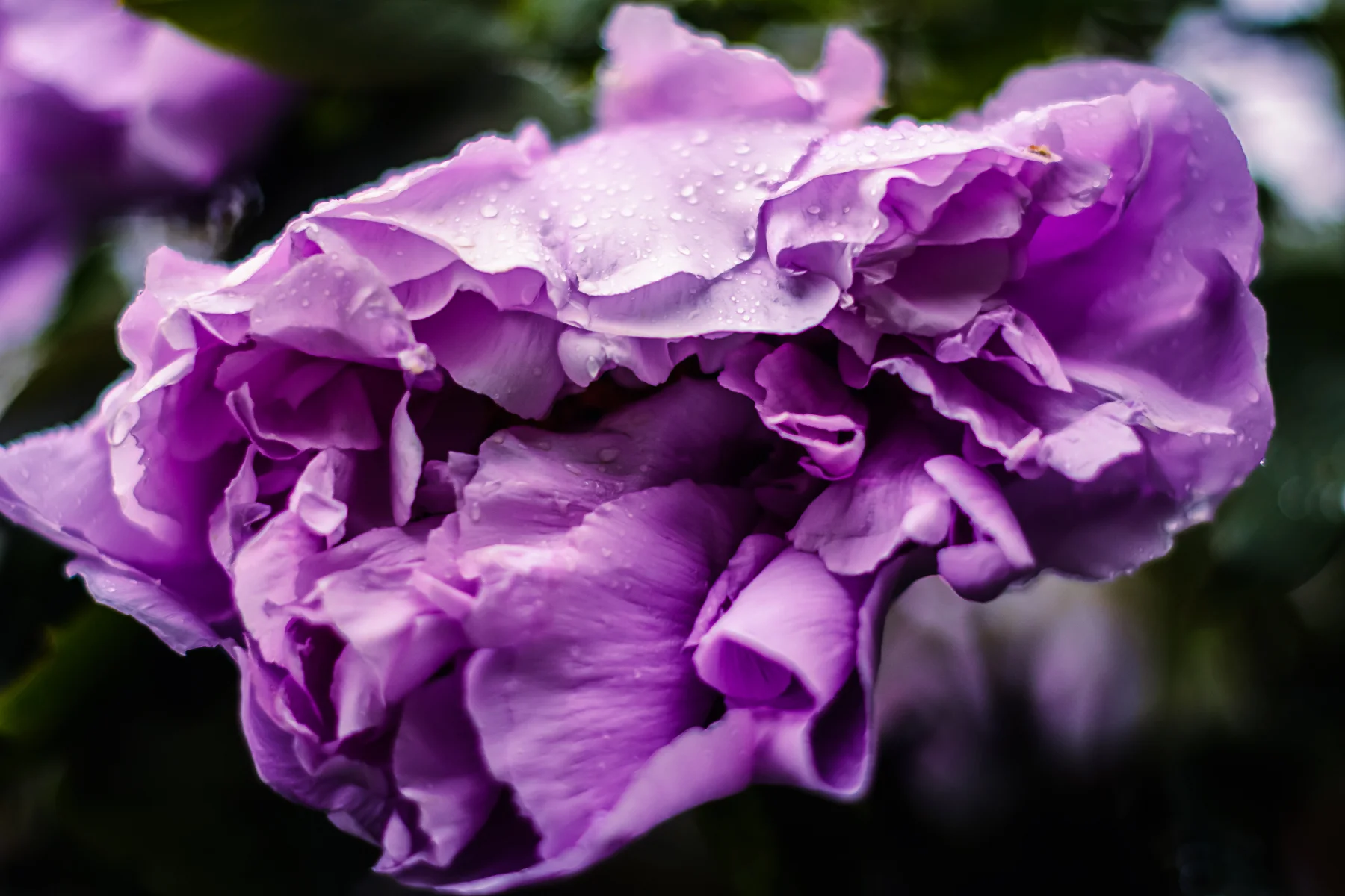 DSC_9181.jpg