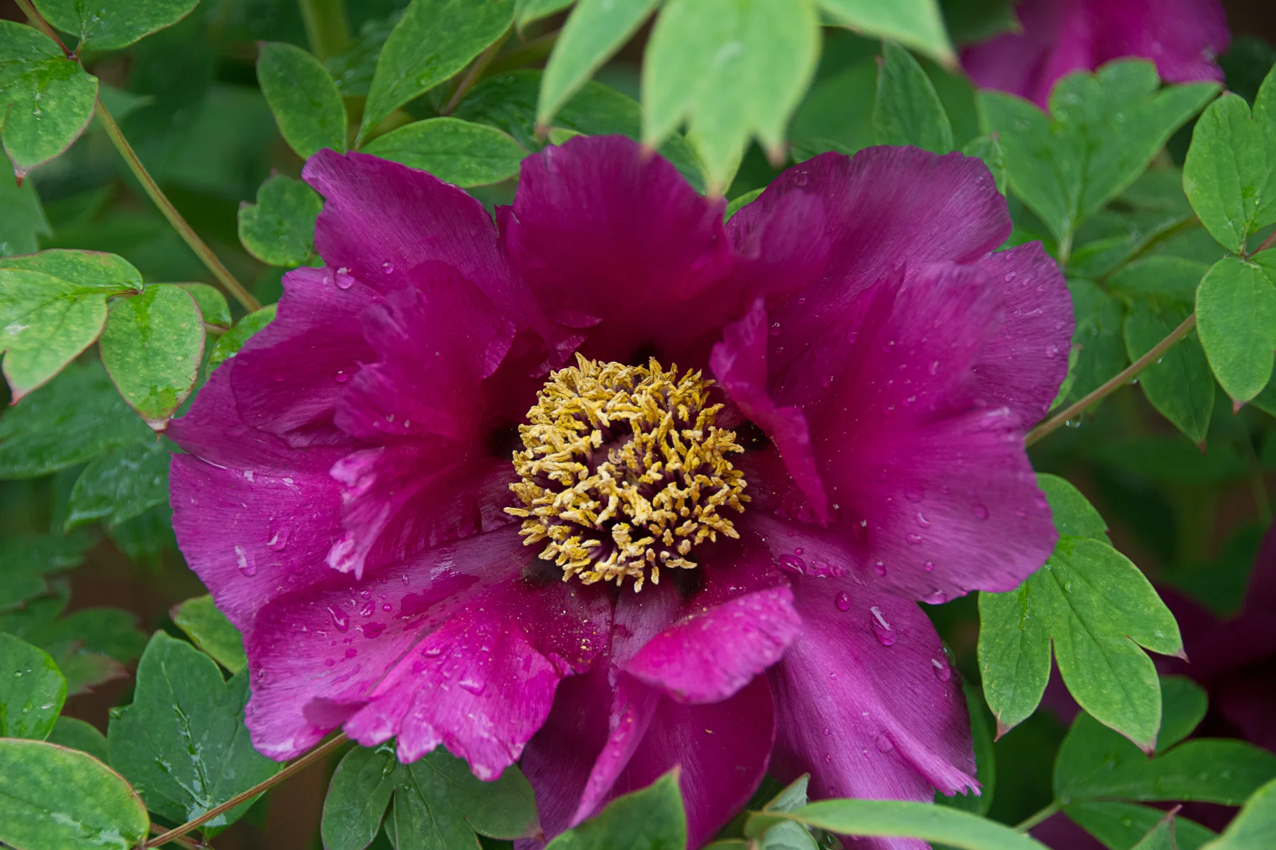 DSC_9241.jpg